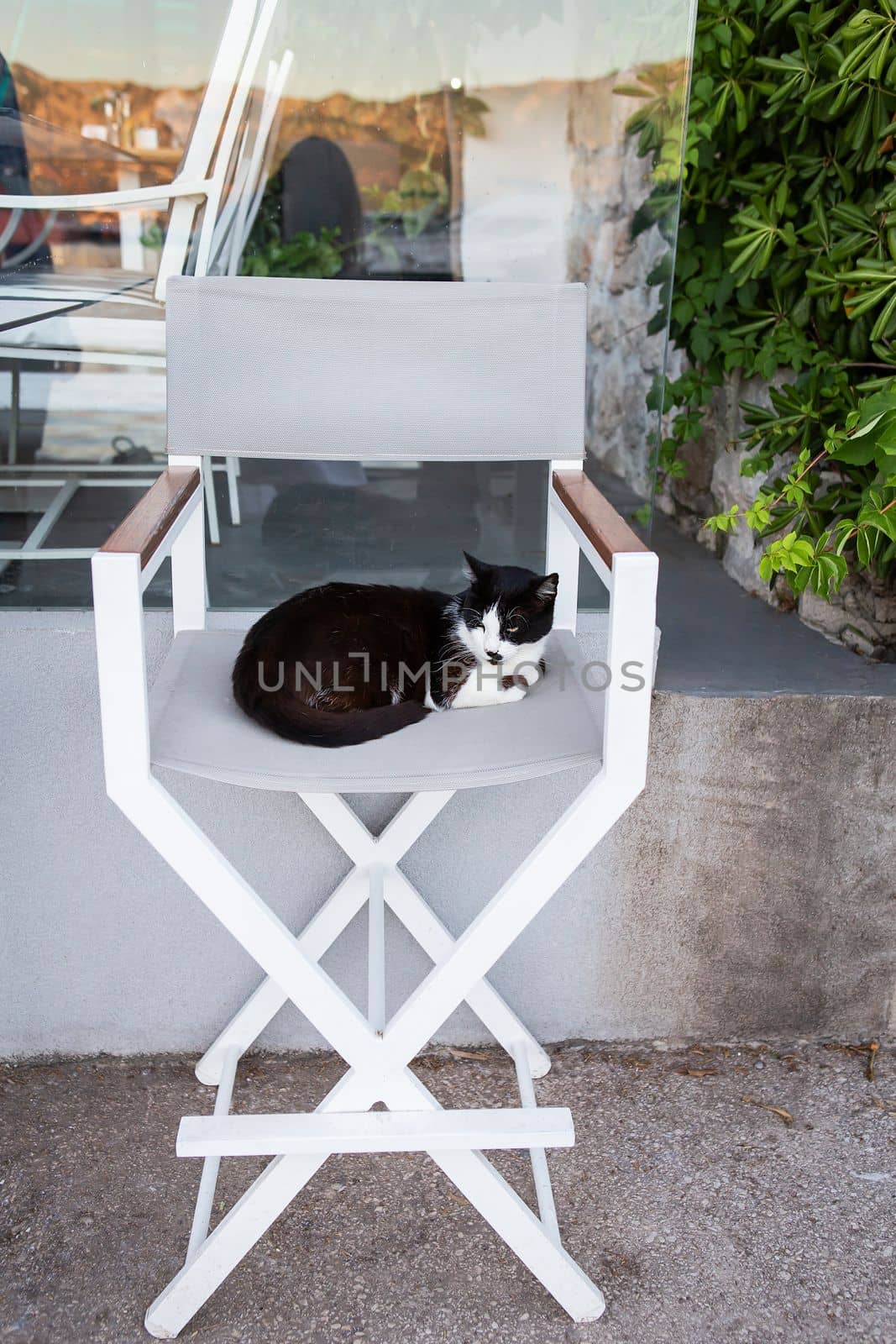 A very beautiful cat sits on a bar stool on the terrace of the restaurant. Homeless cats, homeless animals in a resort town. by sfinks