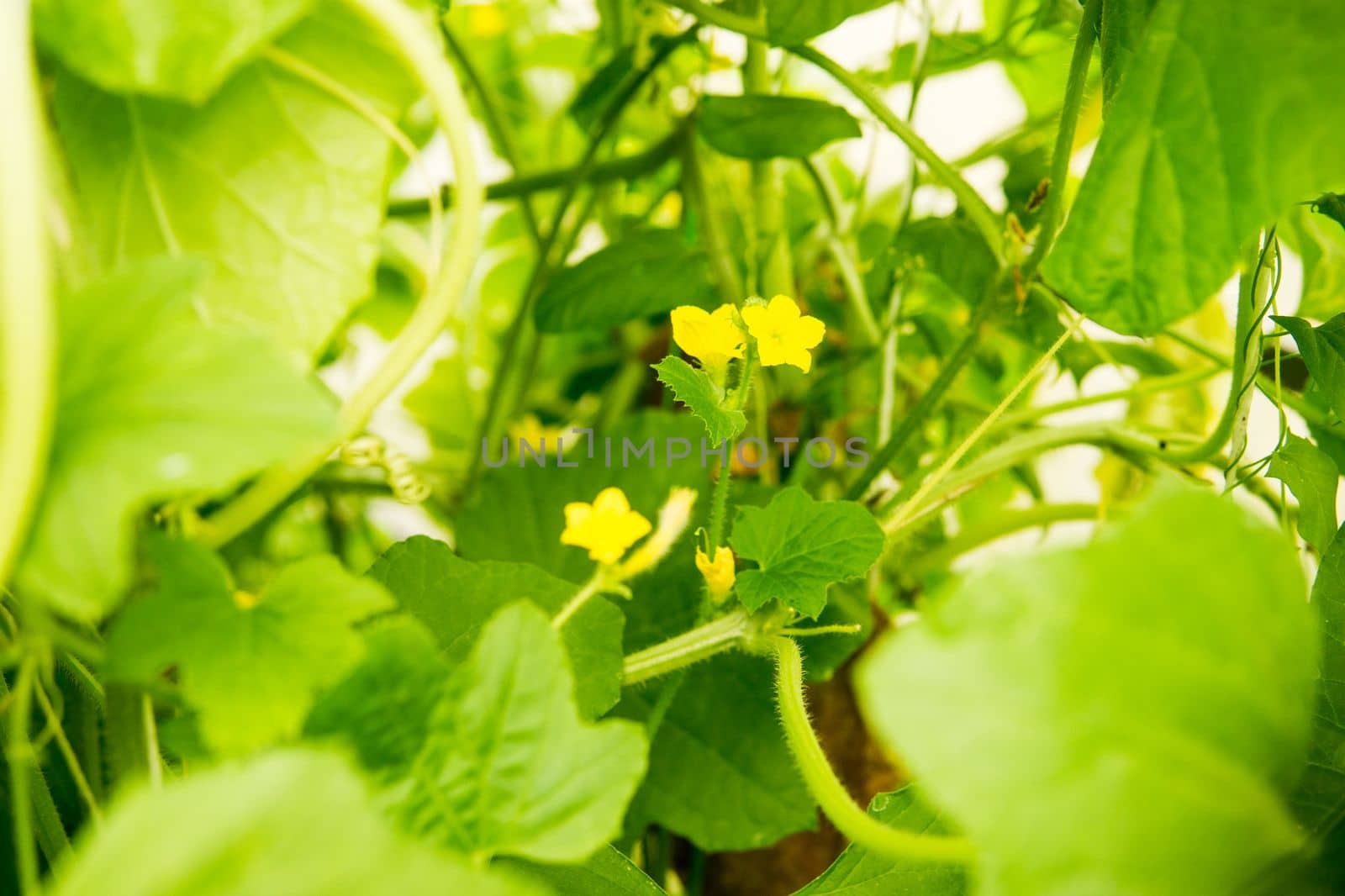 Cucumbers hang on a branch in the greenhouse. The concept of gardening and life in the country. by Annu1tochka