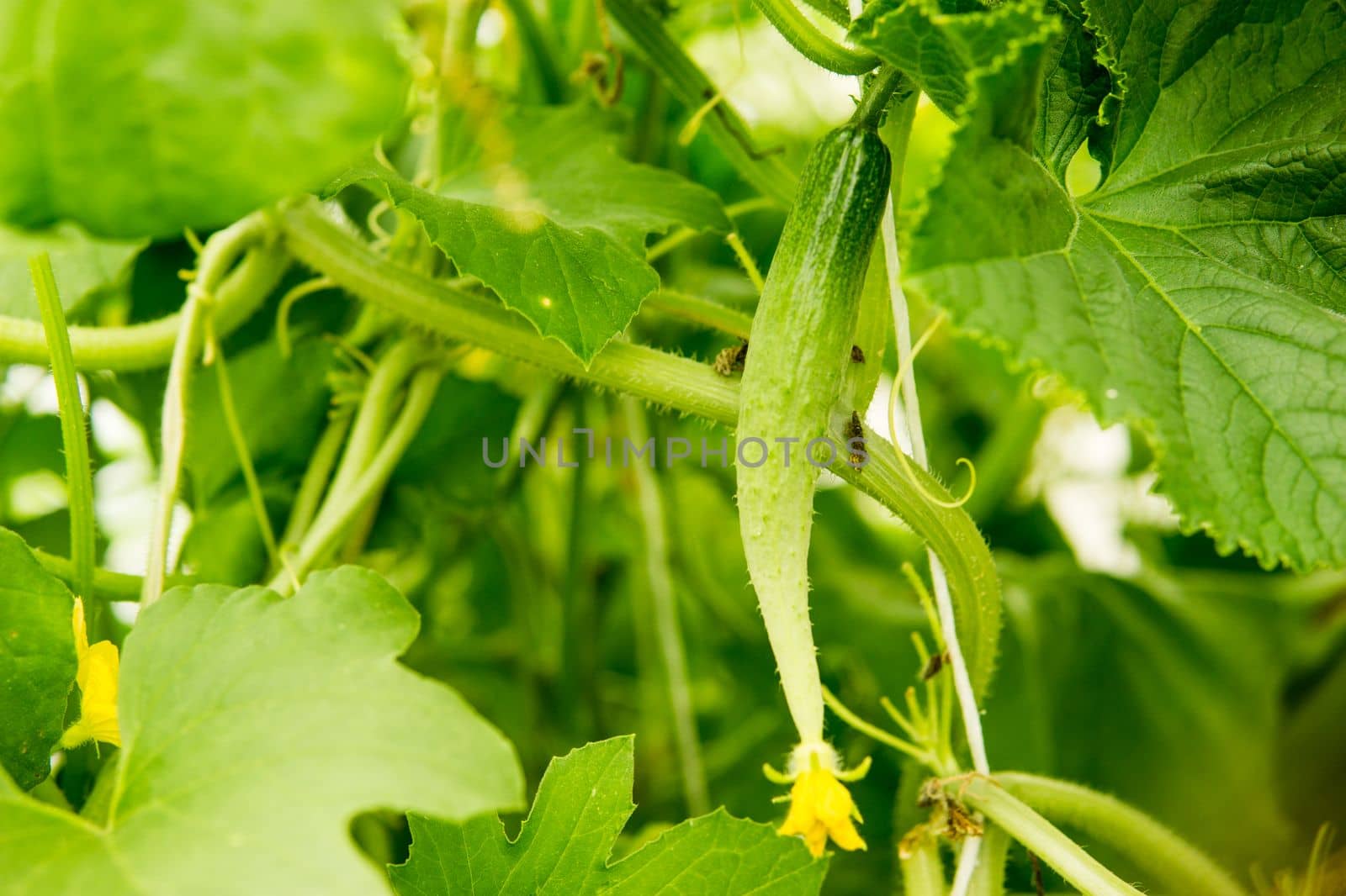 Cucumbers hang on a branch in the greenhouse. The concept of gardening and life in the country. by Annu1tochka