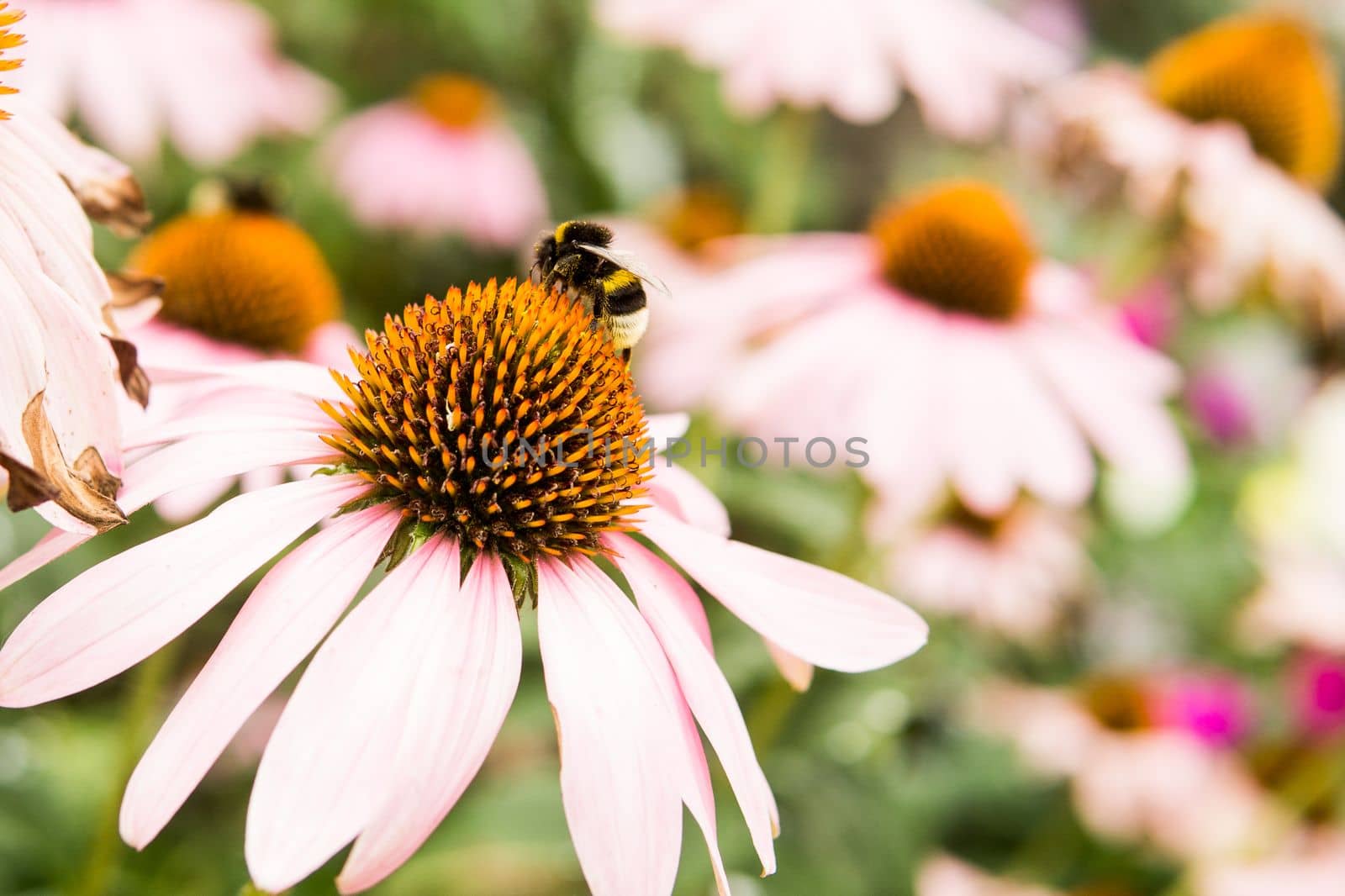 Beautiful daisies growing in the garden. Gardening concept, close-up. The flower is pollinated by a bumblebee. by Annu1tochka