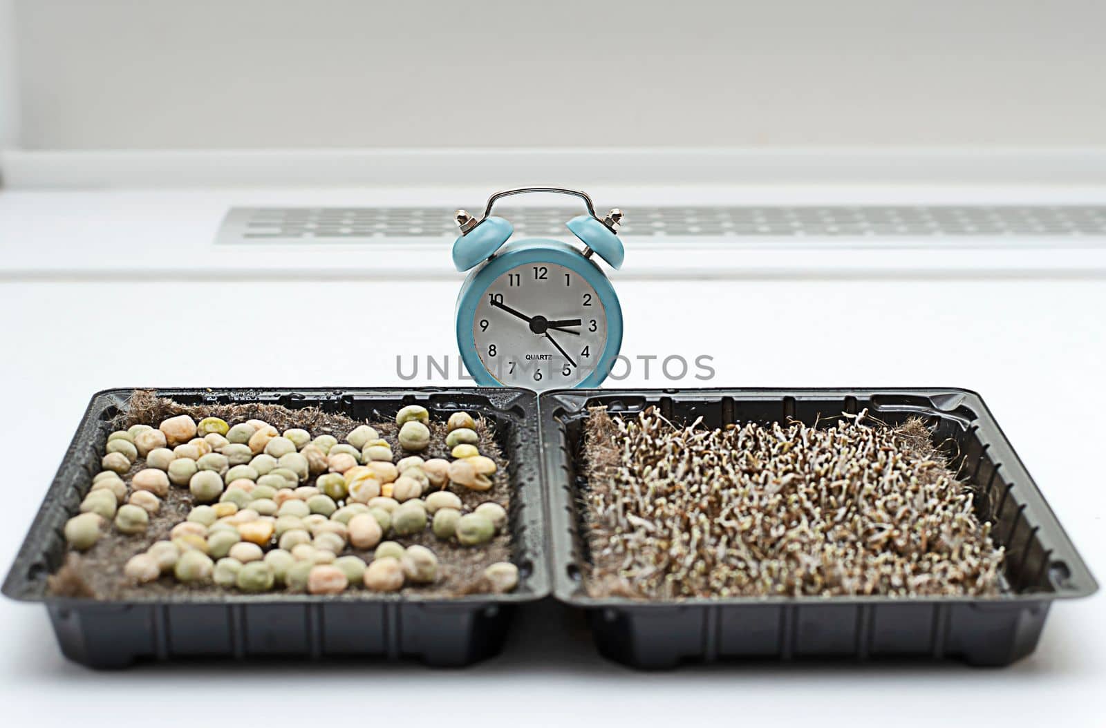 Nature. Health. Growing healthy microgreens at home. Ascending sprouts of green seeds on the table against the background of a clock and a flowerpot with a green flower. Concept. Close-up.