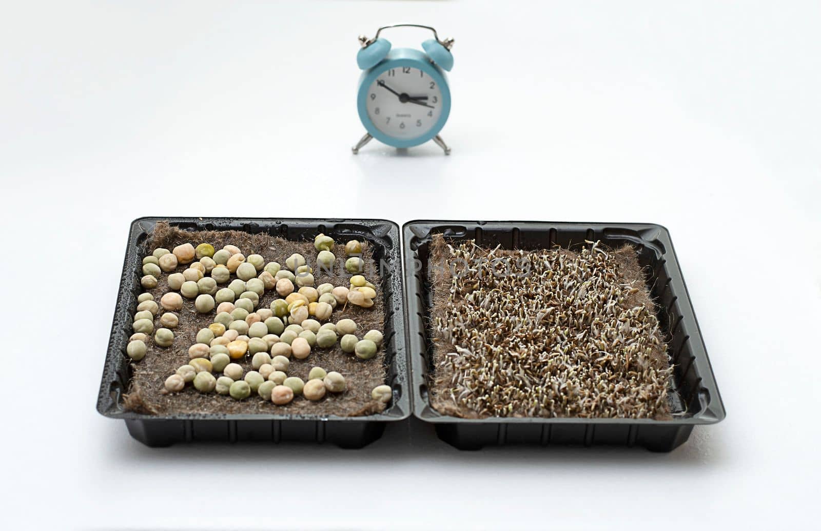 Nature. Health. Growing healthy microgreens at home. Ascending sprouts of green seeds on the table against the background of a clock and a flowerpot with a green flower. Concept. Close-up.