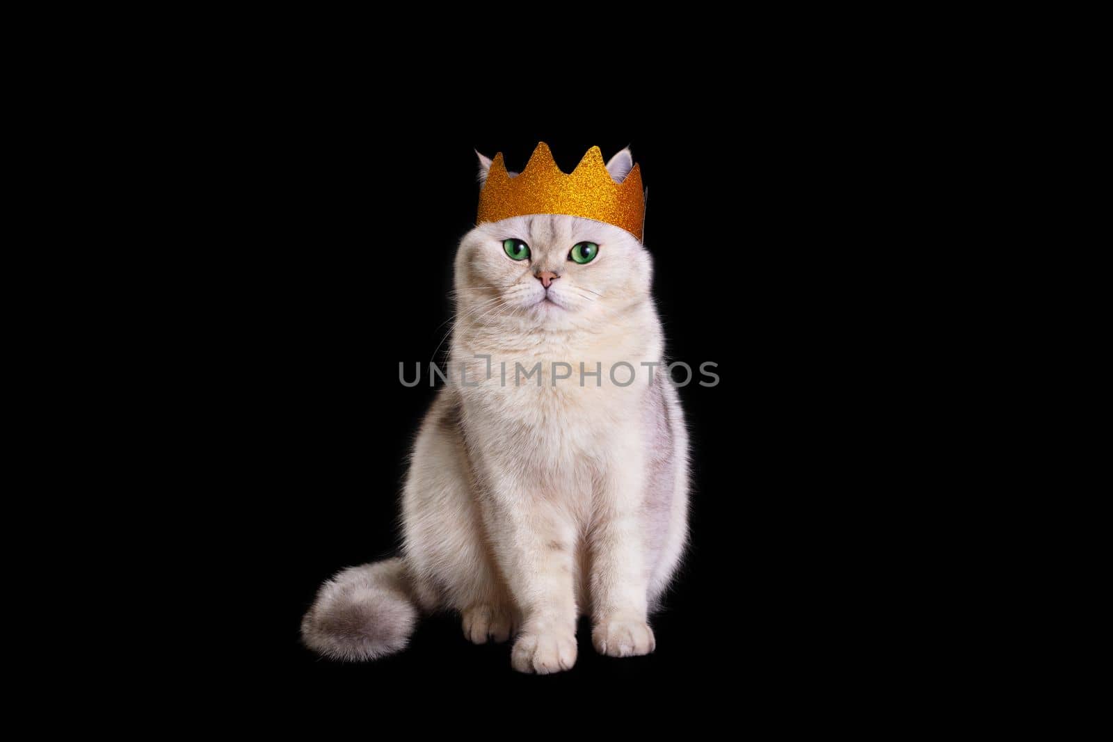 a white king cat in a golden crown sits on an isolated black background, look at camera. Copy space