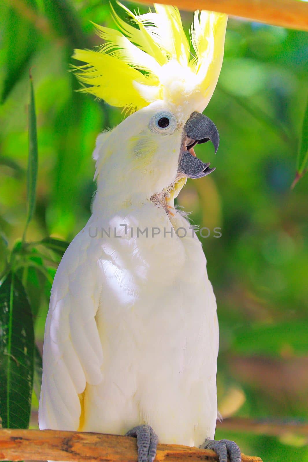 Yellow and white Parrot macaw tropical bird on nature background, Pantanal wetlands, Brazil