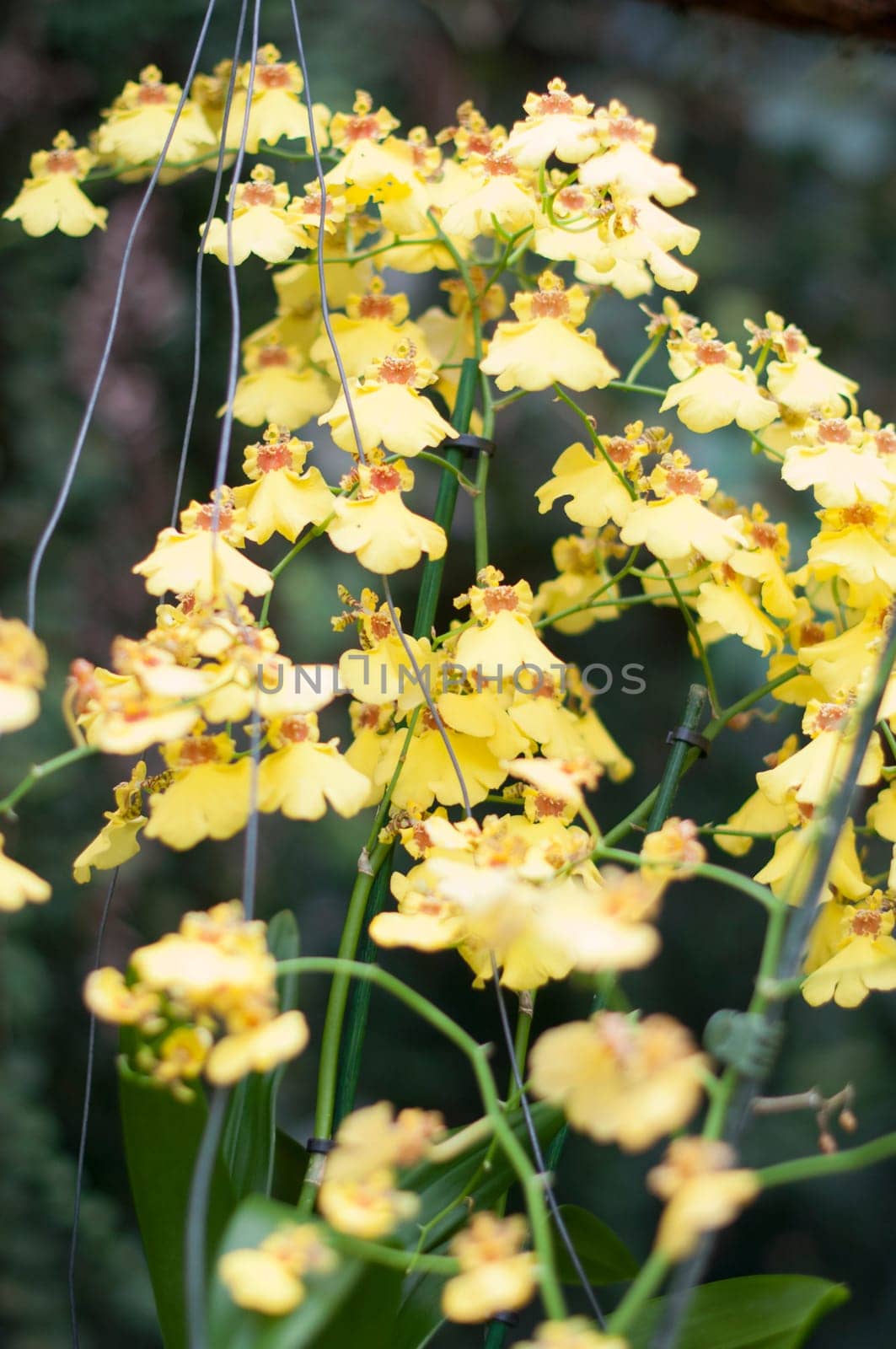 beautiful yellow oncidium orchid flowers , on a garden background by KaterinaDalemans