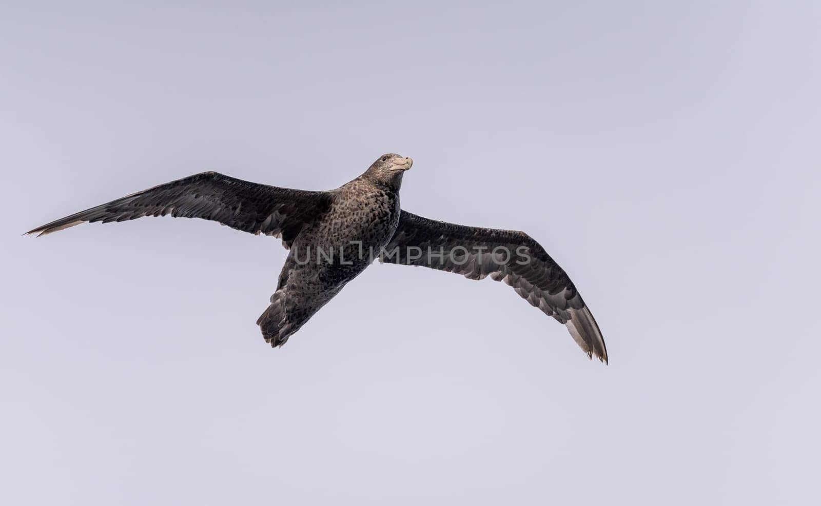 Southern giant petrel bird soaring alongside ship in South Atlantic near Falkland Islands