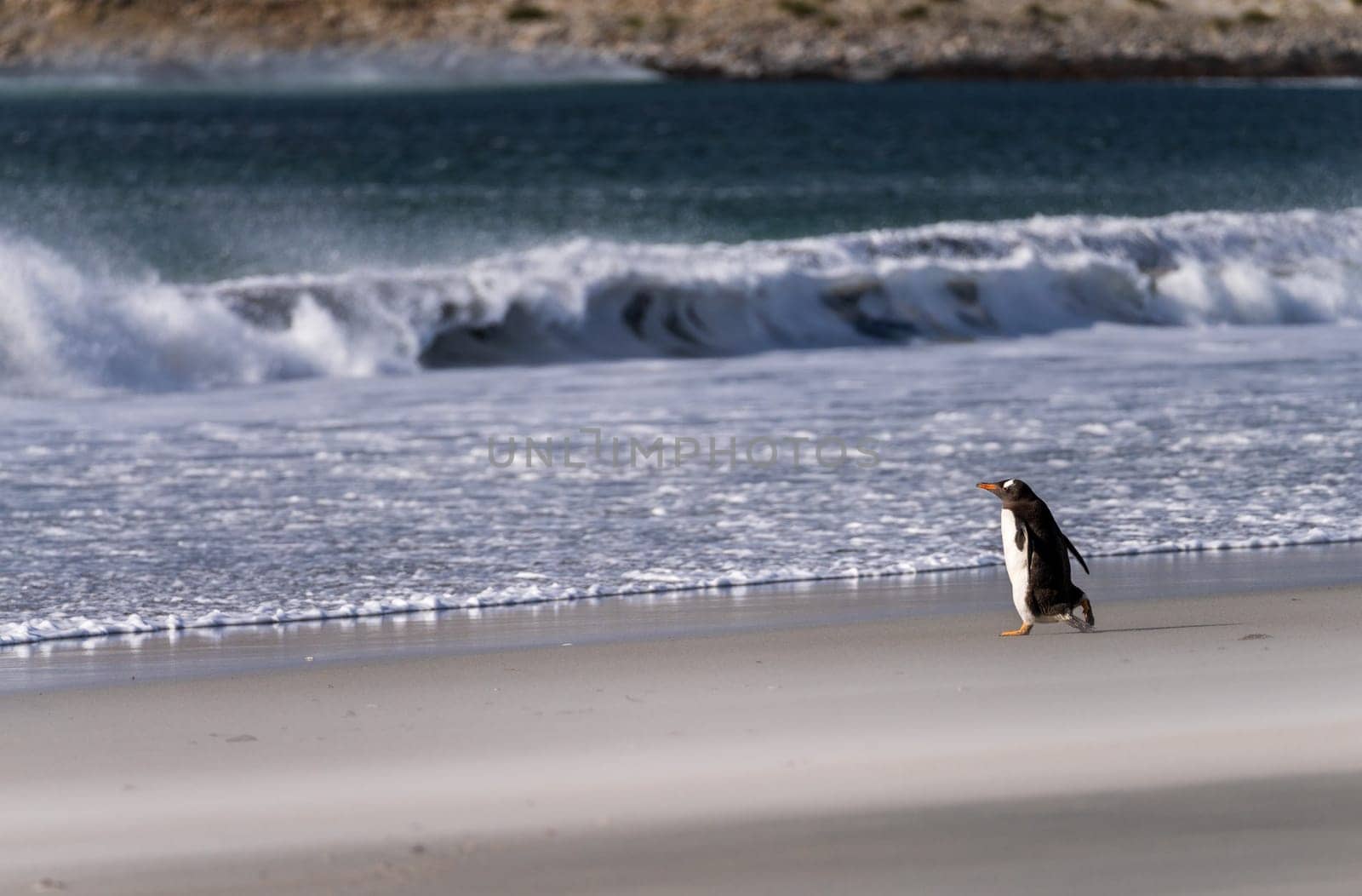 Gentoo penguin walking on beach to sea at Bluff Cove Falkland Islands with wings outstretched