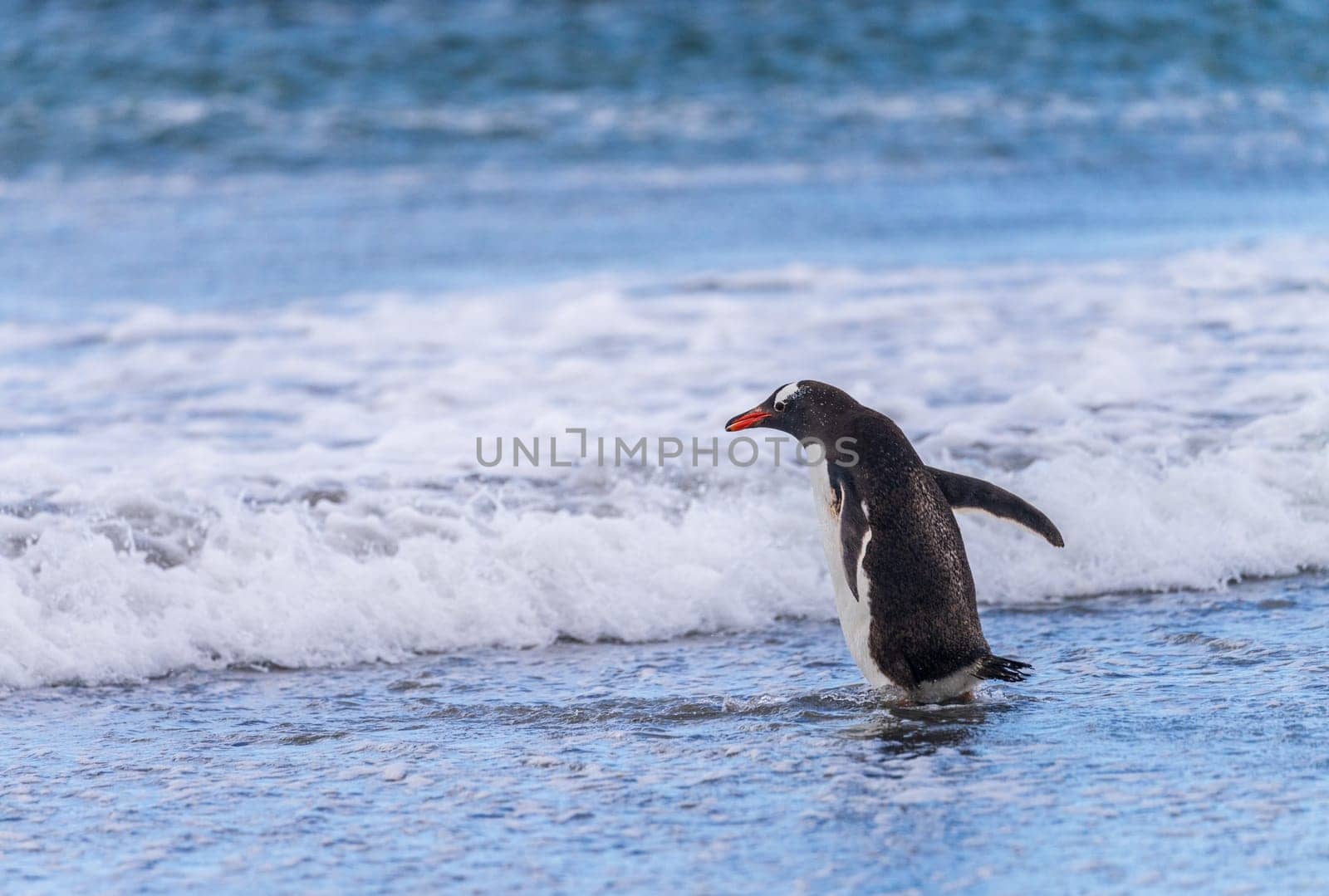 Gentoo penguin walking on beach to sea at Bluff Cove Falkland Islands with wings outstretched