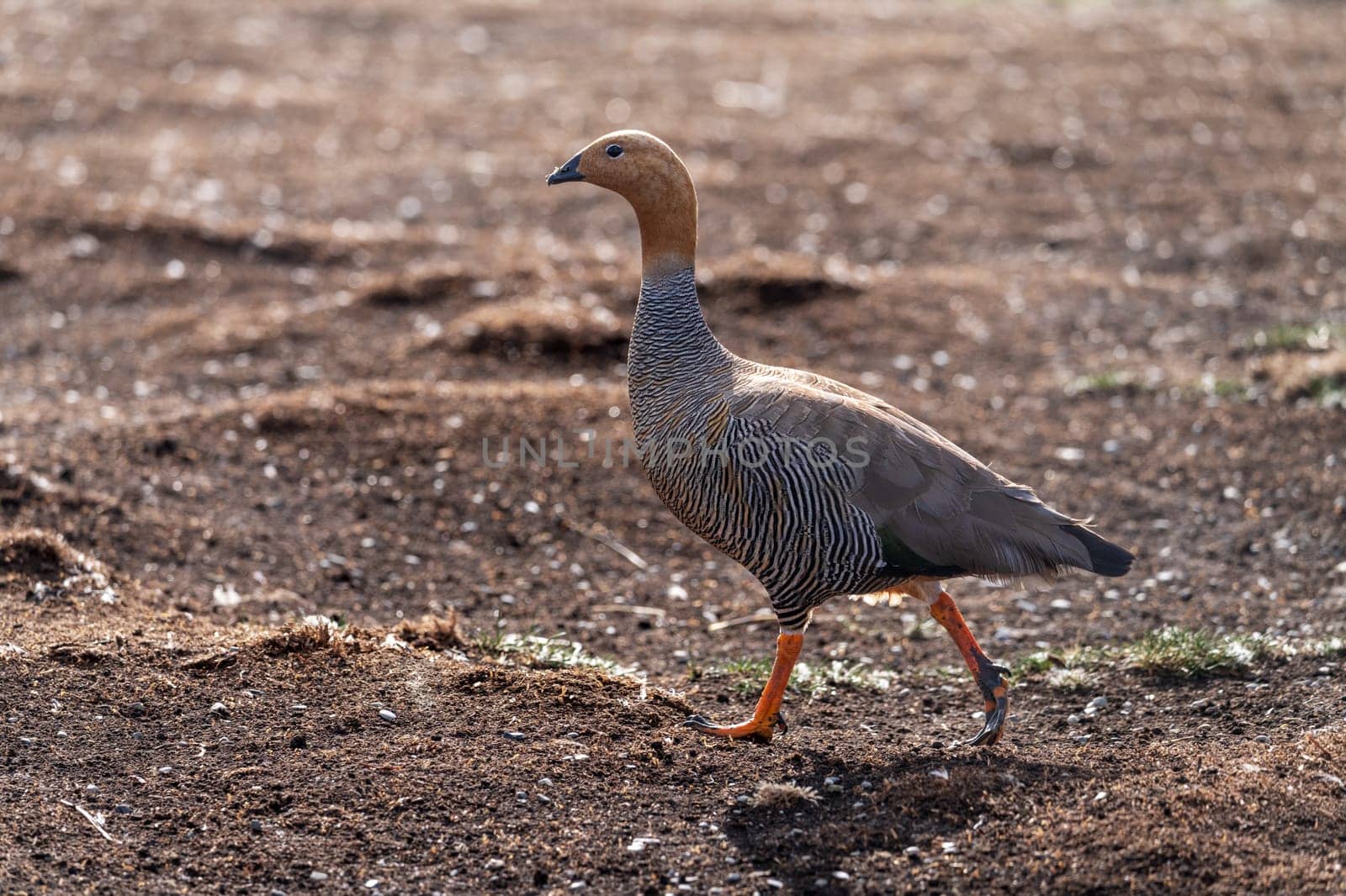 Single ruddy headed goose walking into wind on Falkland Islands