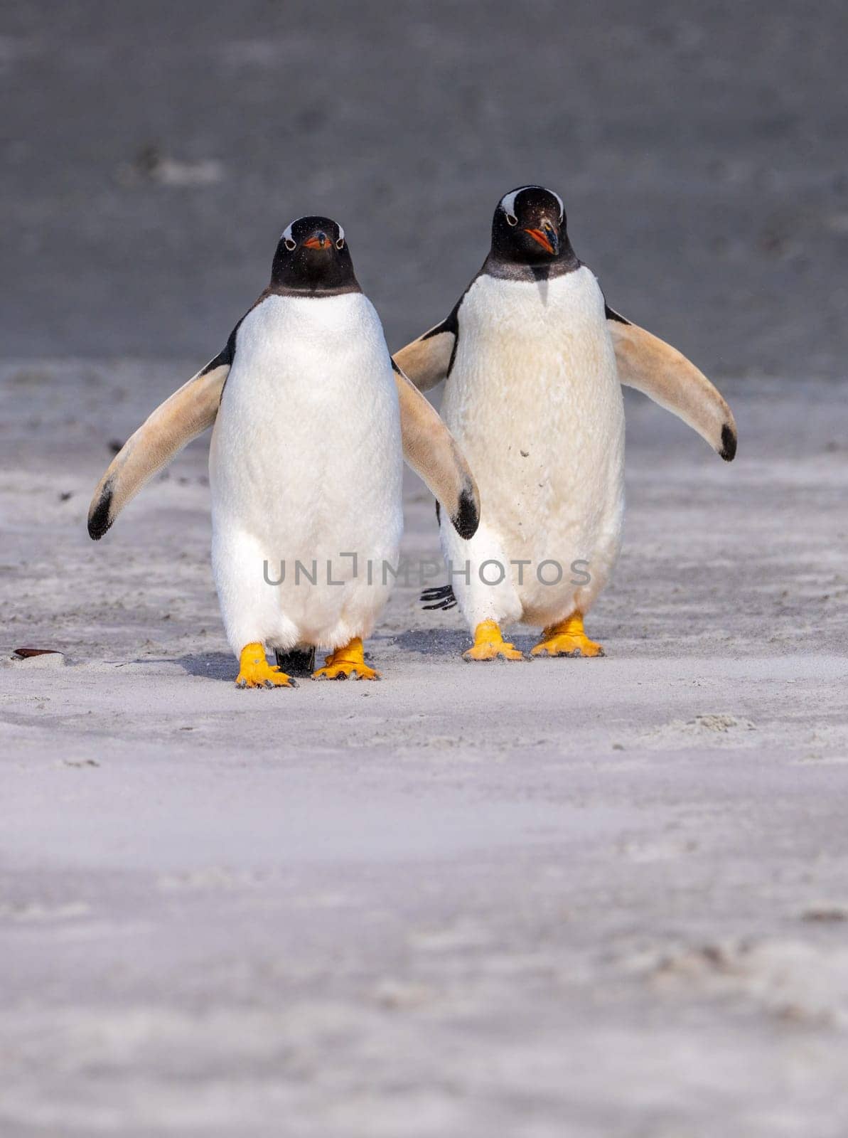 Two Gentoo penguins at Bluff Cove on Falklands walking to ocean by steheap