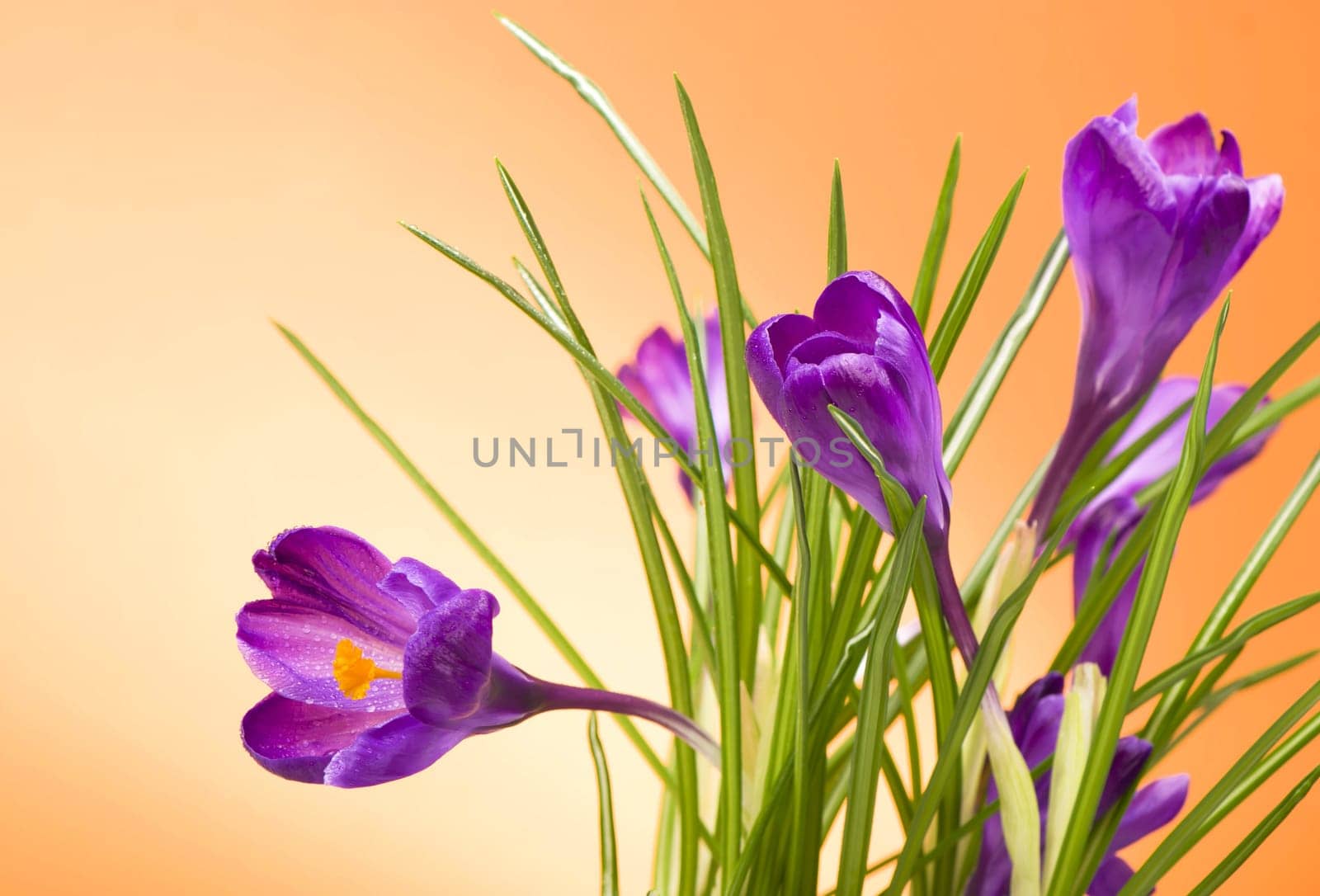 crocuses spring flowers on an orange background