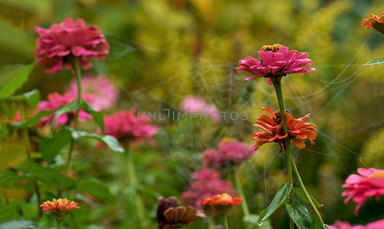 Autumn, floral background. Large dense bush with autumn flowers. A beautiful bush grows in the garden. Beautiful bushes of flowers are covered with autumn cobwebs in a flower bed near the house. by aprilphoto