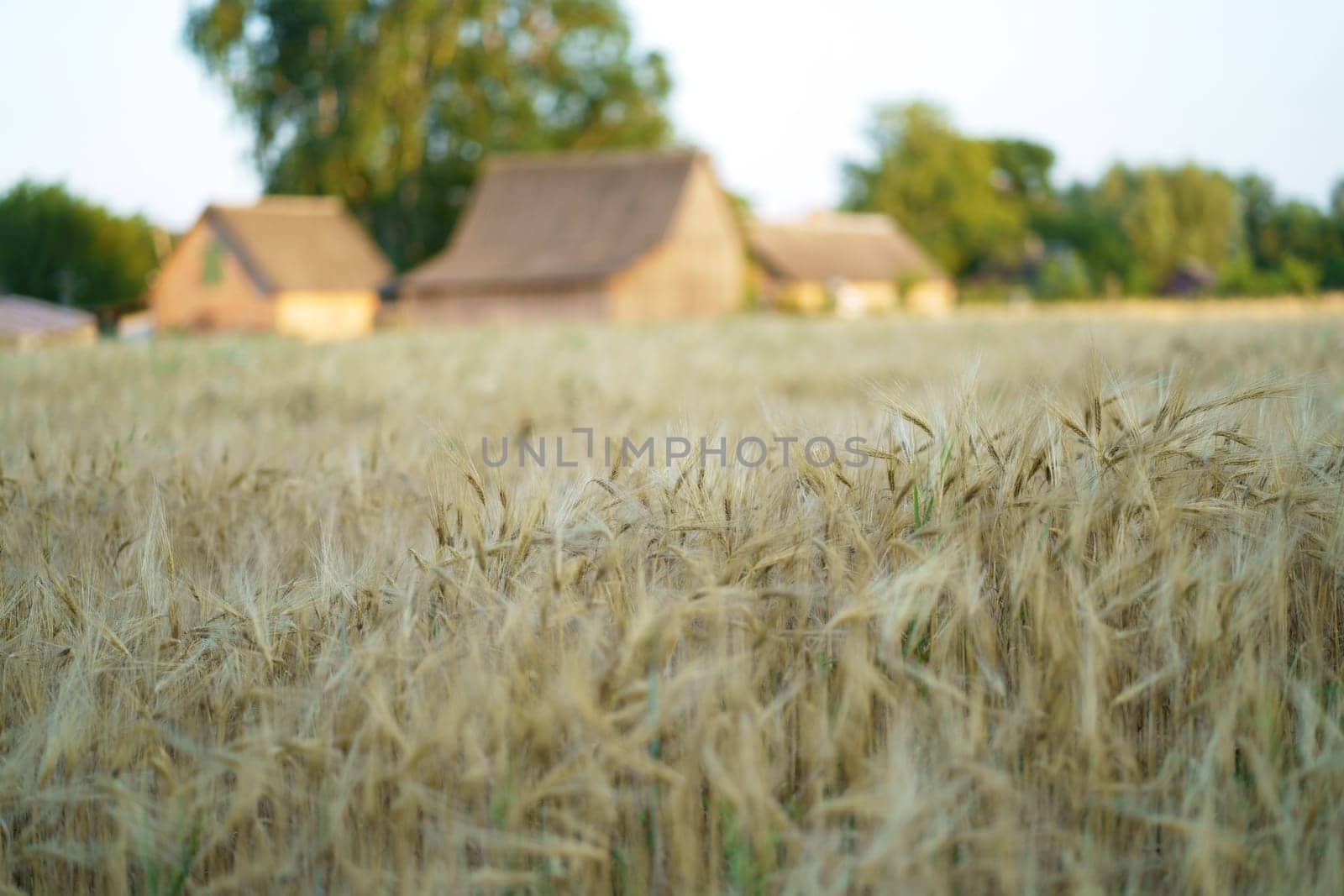 wheat field near the village