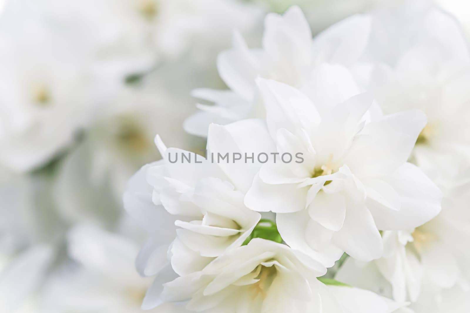 White terry Jasmine flower petals. Macro floral background for holiday brand design by Olayola