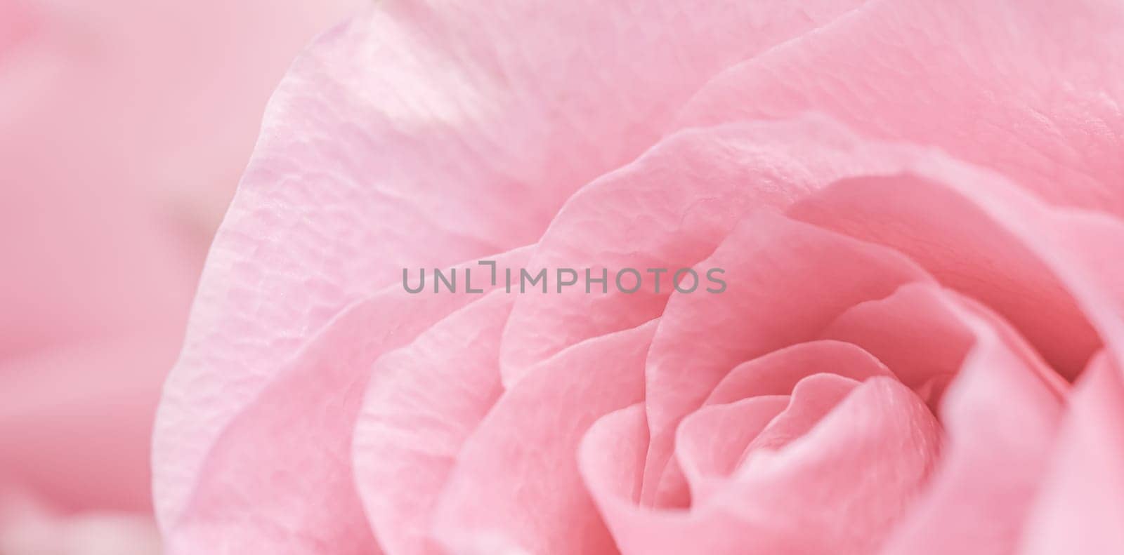 Pink rose flower. Macro flowers background for holiday design by Olayola