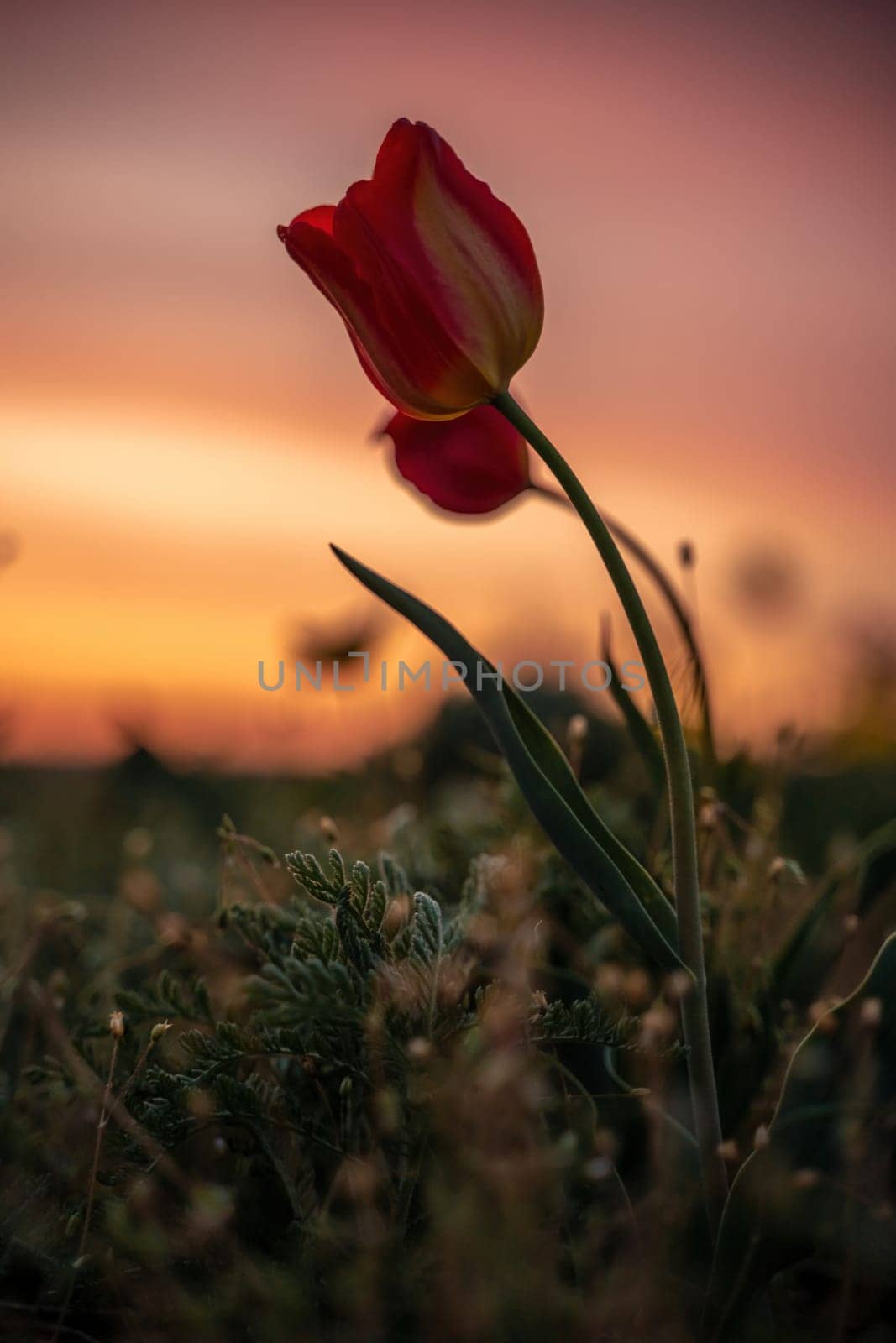 Wild tulip flowers at sunset, natural seasonal background. Multi-colored tulips Tulipa schrenkii in their natural habitat, listed in the Red Book. by Matiunina