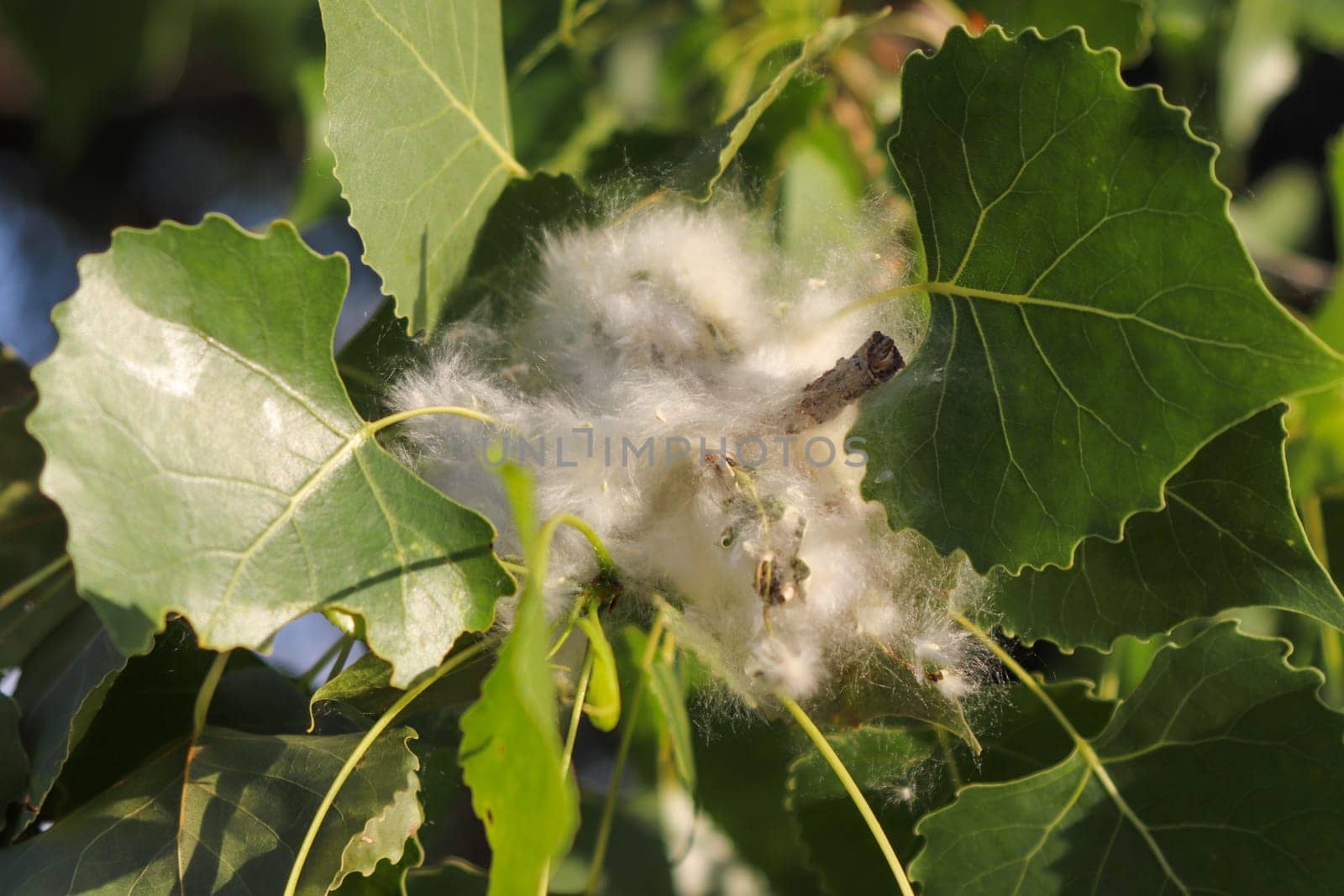 Close up of Nebraska cottonwood tree leafs . High quality photo
