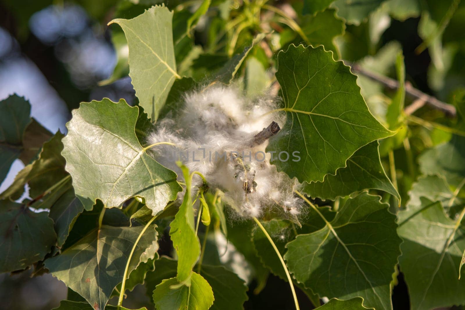 Close up of Nebraska cottonwood tree leafs by gena_wells