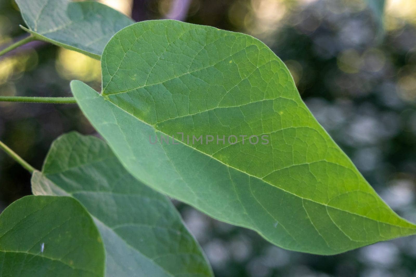 Close up of heart shaped leaf on the tree by gena_wells