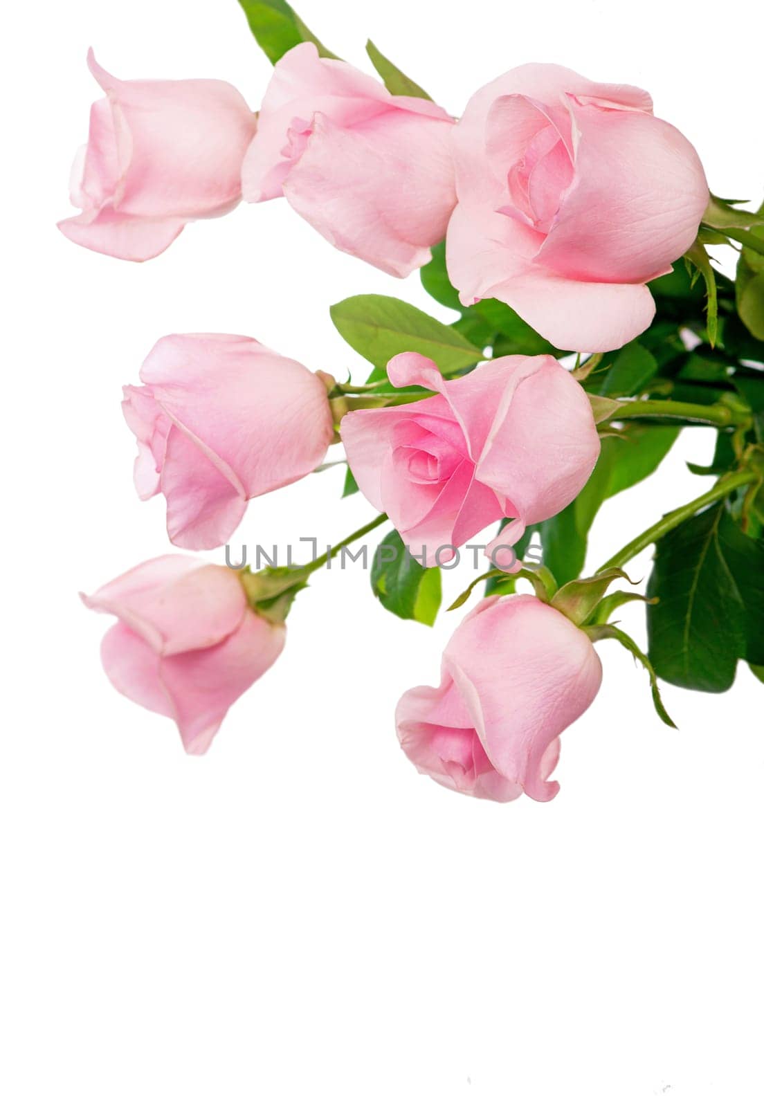 beautiful bouquet of pink rose flowers isolated on white background