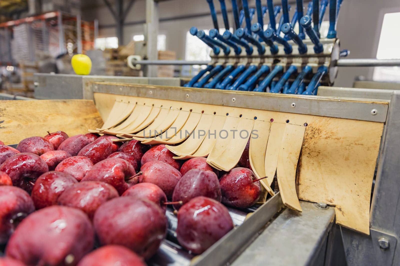 apples on an automatic line for selection and sorting