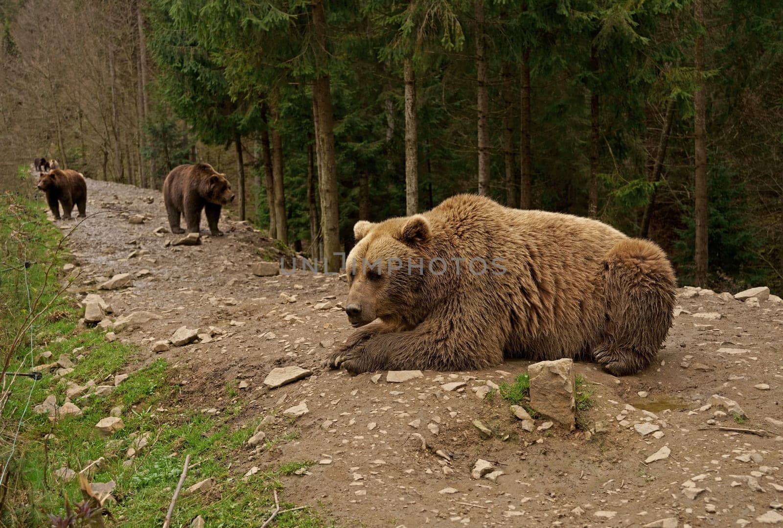 big sad brown bear is lying on a sand in front of the forest