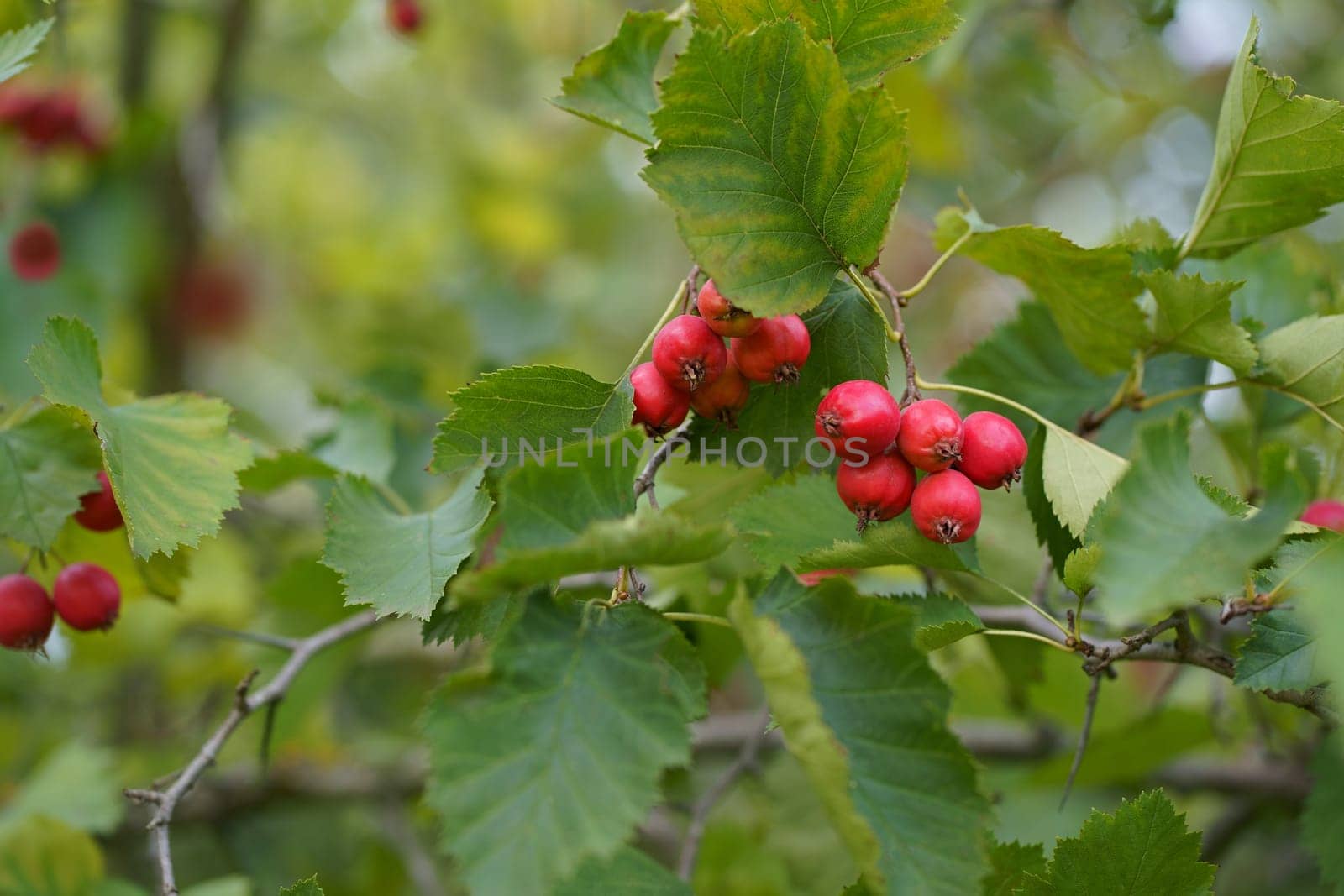 Red fruits of hawthorn Crataegus laevigata, midland hawthorn, English hawthorn, woodland hawthorn, mayflower in autumn in Scotland