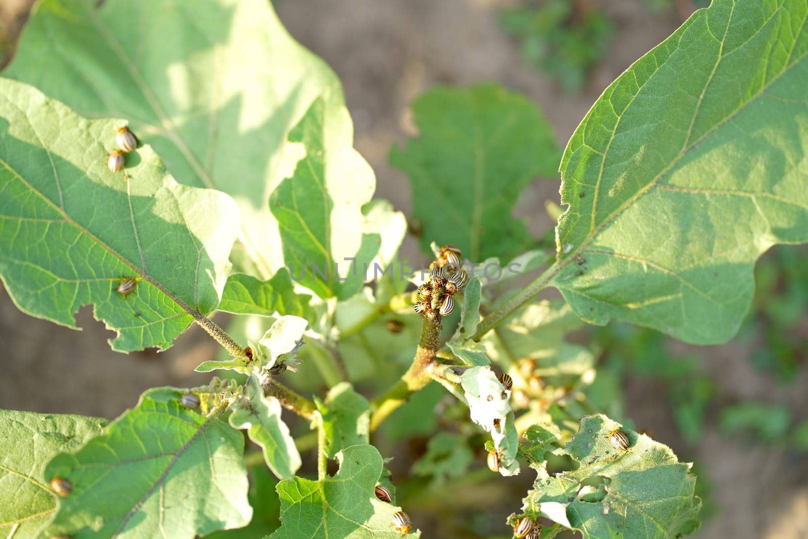 Potato or Colorado beetle - Leptinotarsa decemlineata on eggplant. This insect can damage the leaves and fruits of eggplant. by aprilphoto