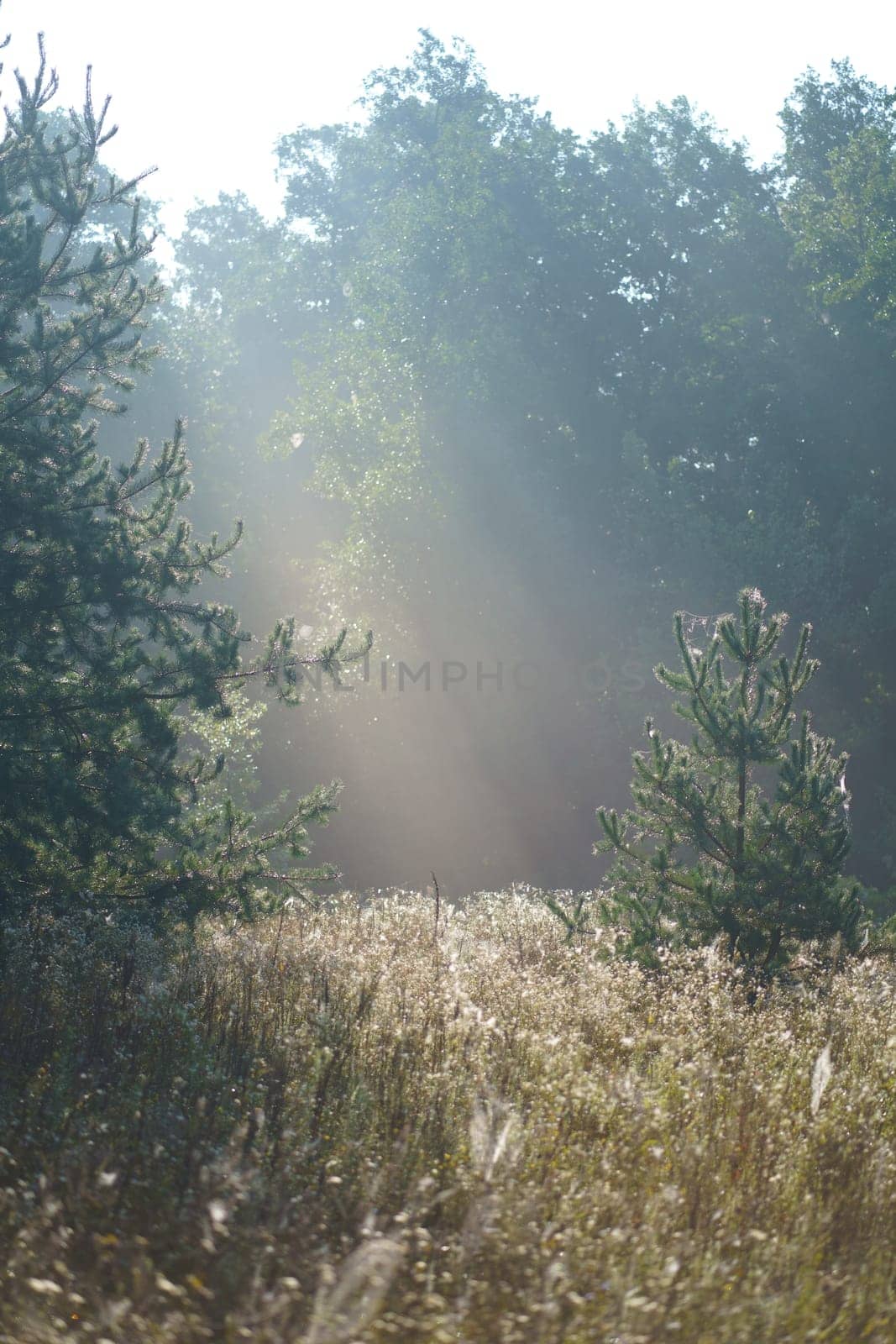 Sun rays penetrating the fog through the trees in the forest. by aprilphoto