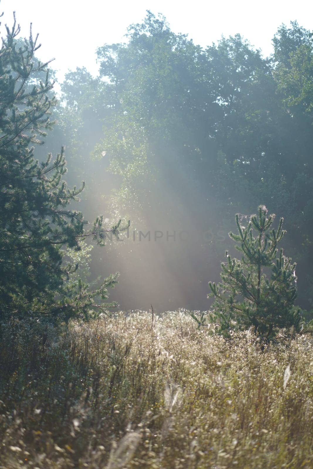 Sun rays penetrate through autumn colored deciduous forest in the fog and cast shadows of the trees