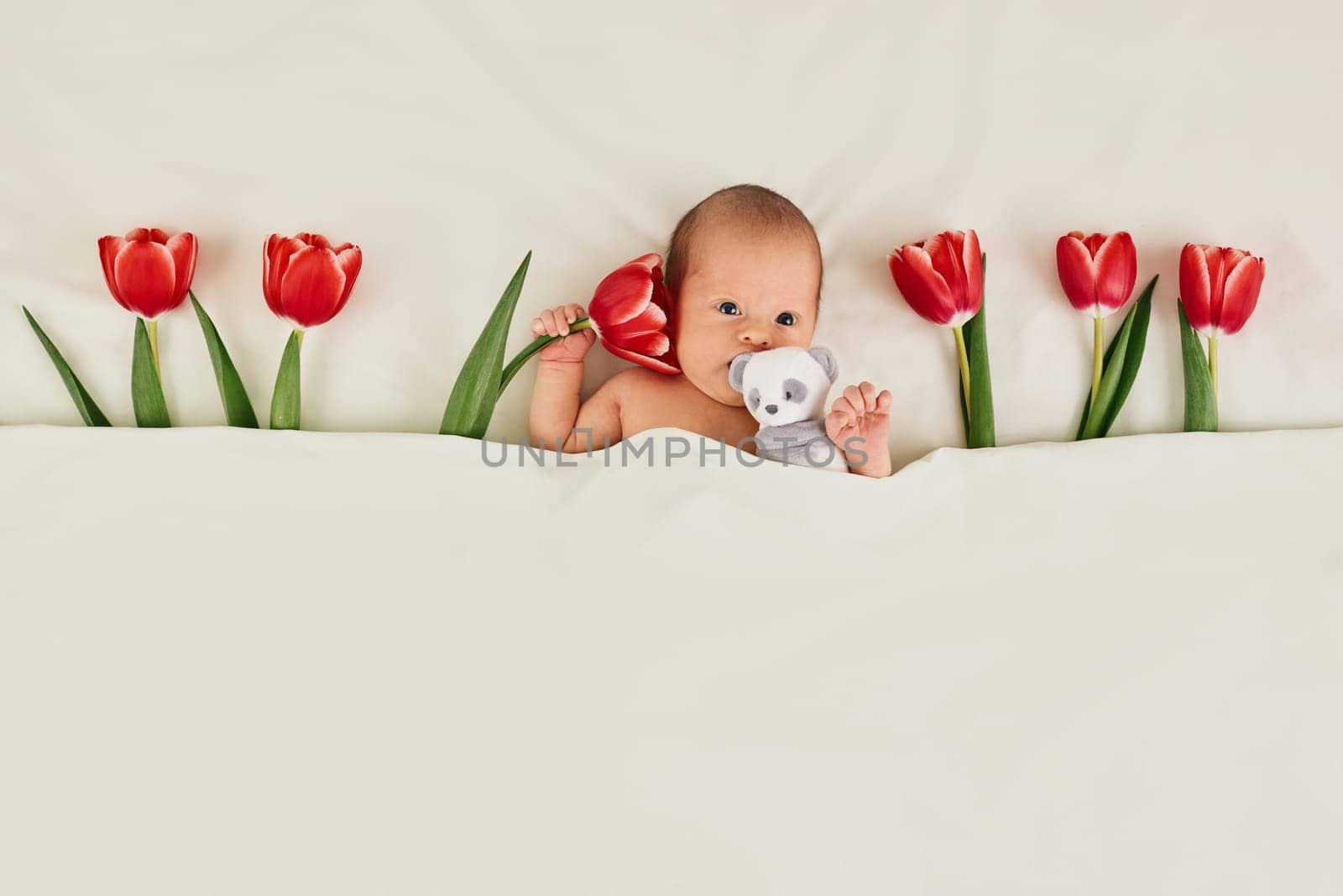 cute newborn baby with red tulips and teddy bear toy under blanket