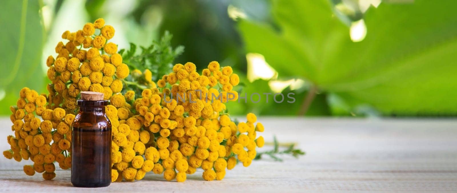 essential oil from the immortelle plant. nature selective focus