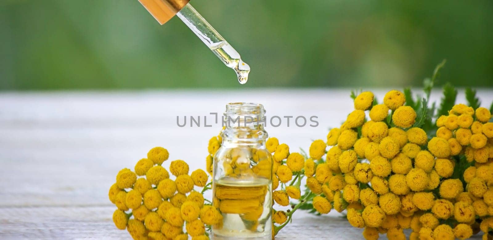 essential oil from the immortelle plant. nature selective focus