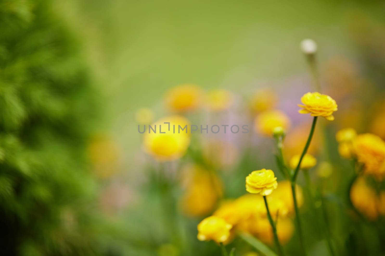 Blooming yellow ranunculus flower in sunny summer day