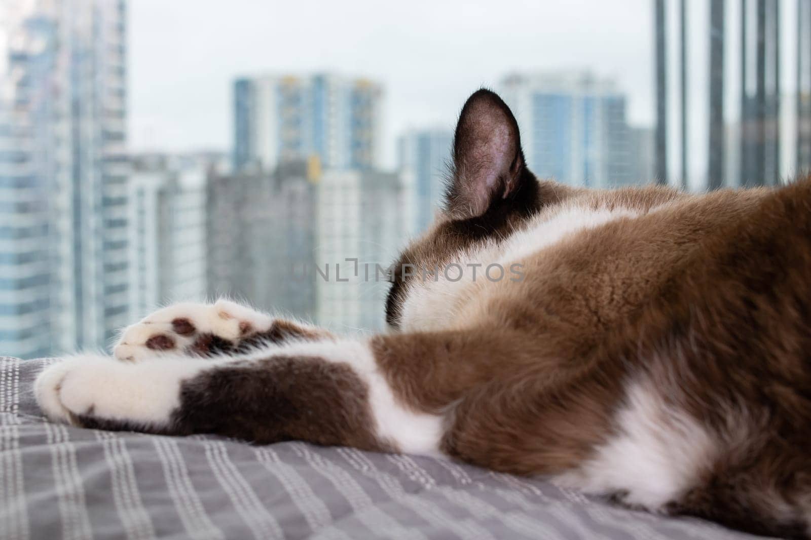 Siamese cat at the window against the background of the city