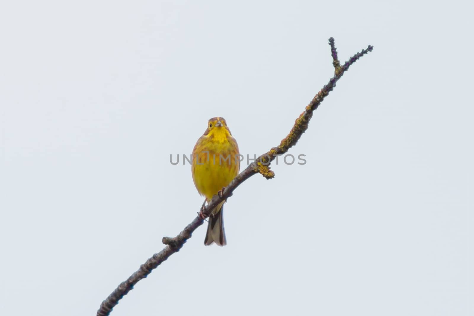 a yellowhammer sits on a branch and enjoys the sun