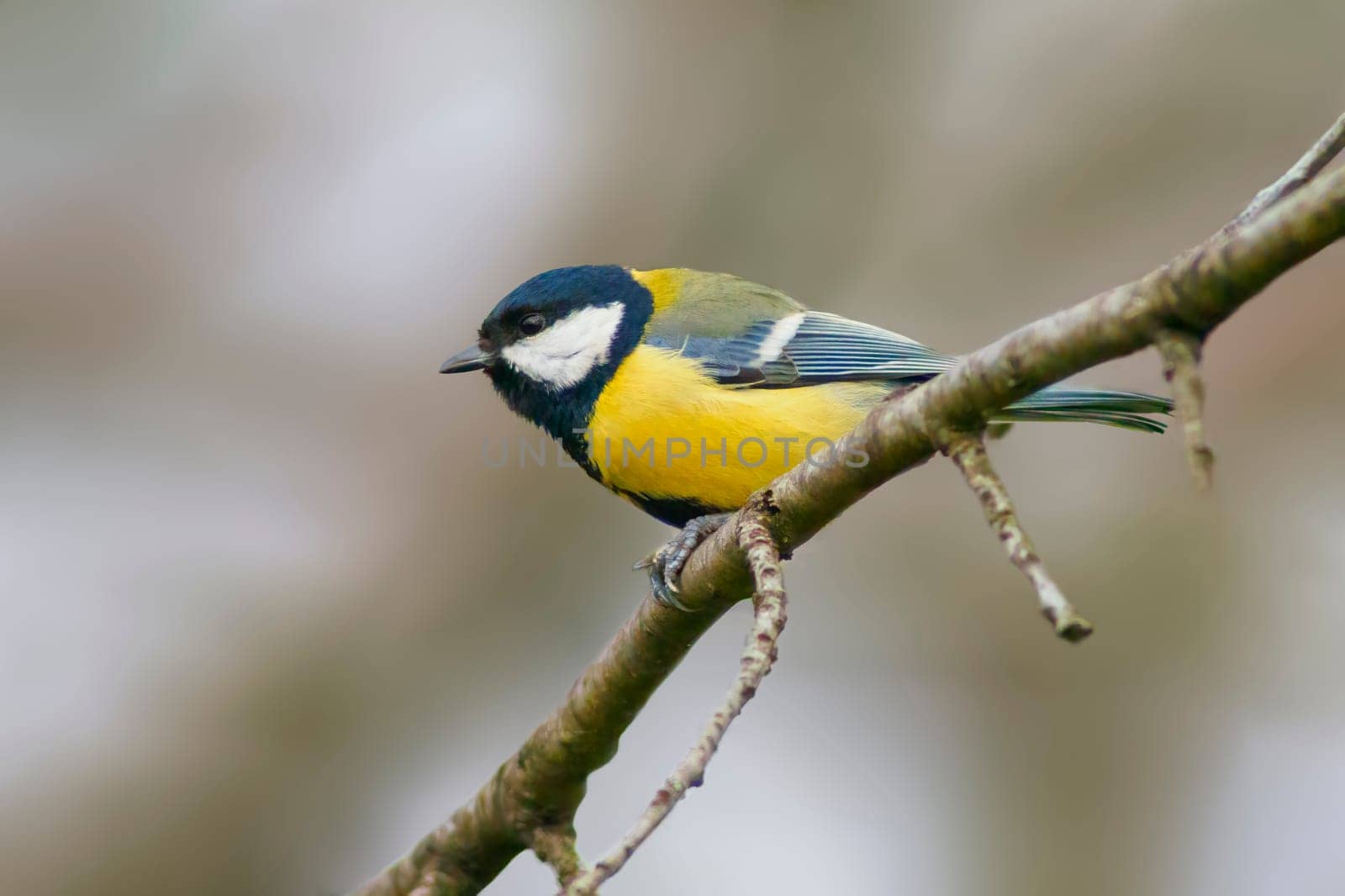 great tit sits on a branch in spring