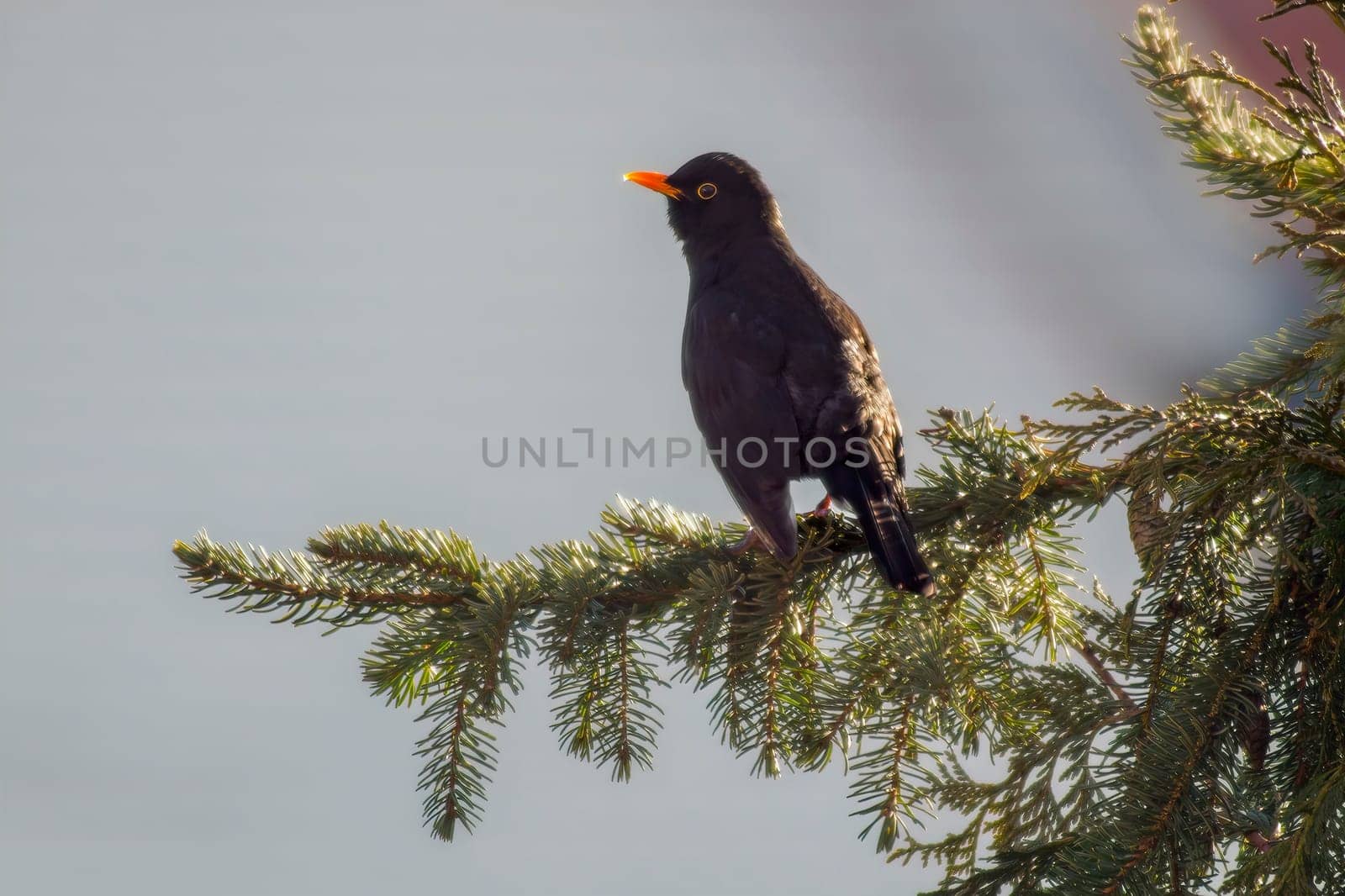 a blackbird sits on a branch