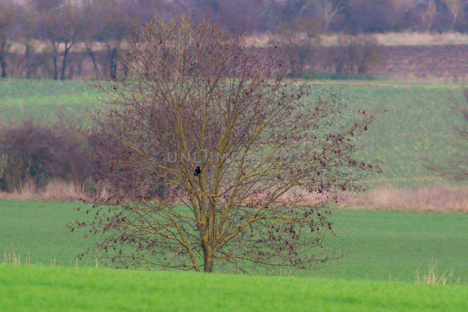 a raven sits in a bush by mario_plechaty_photography