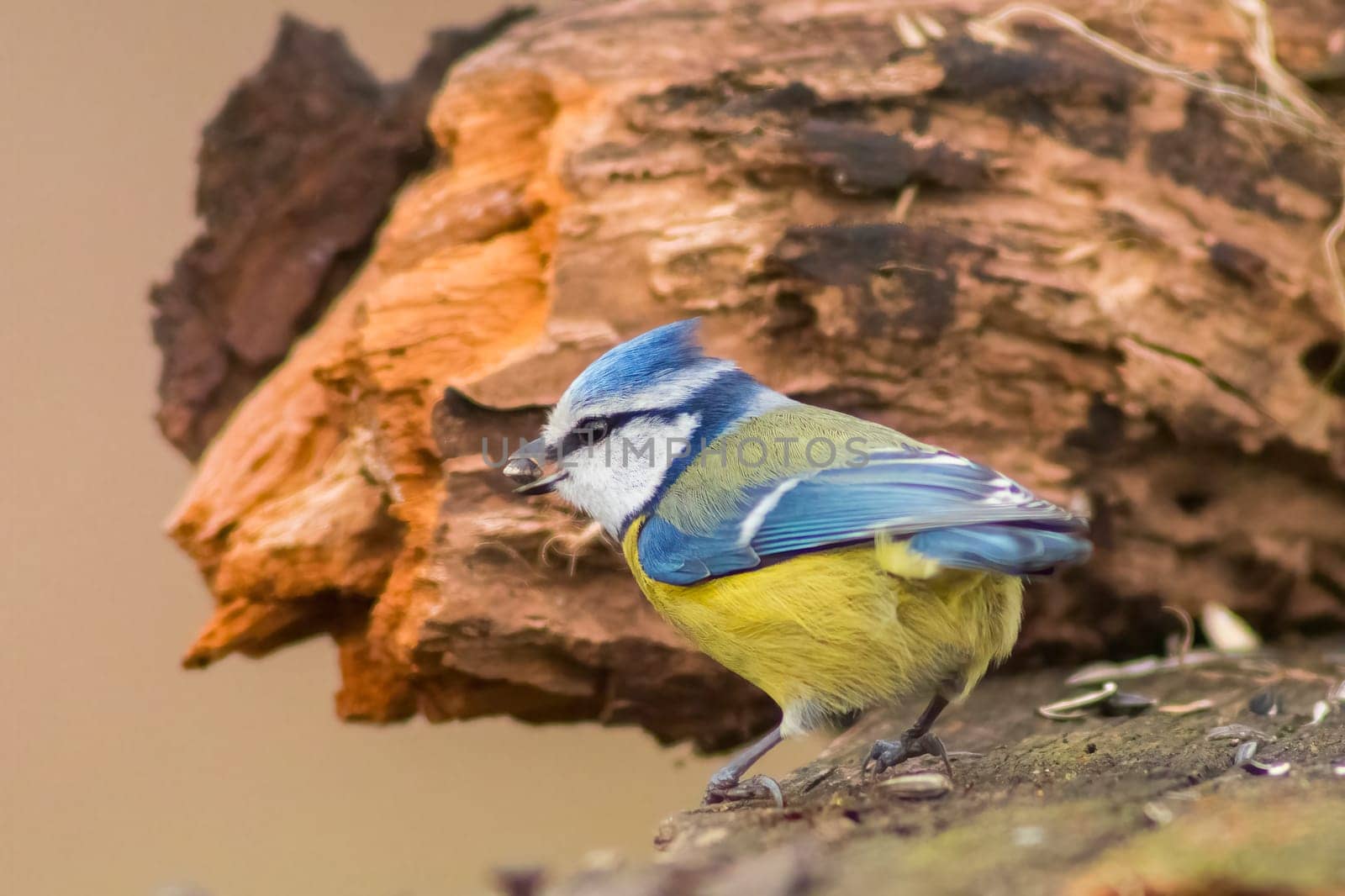 a blue tit looking for food in spring