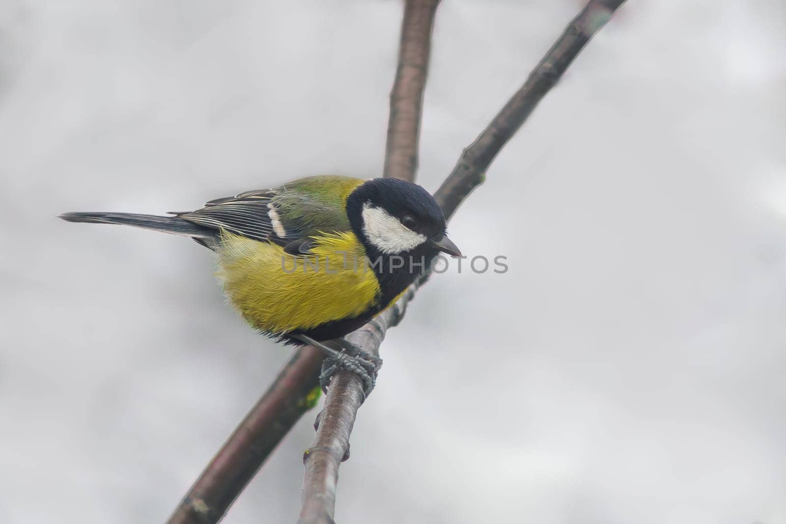 great tit sits on a branch in winter