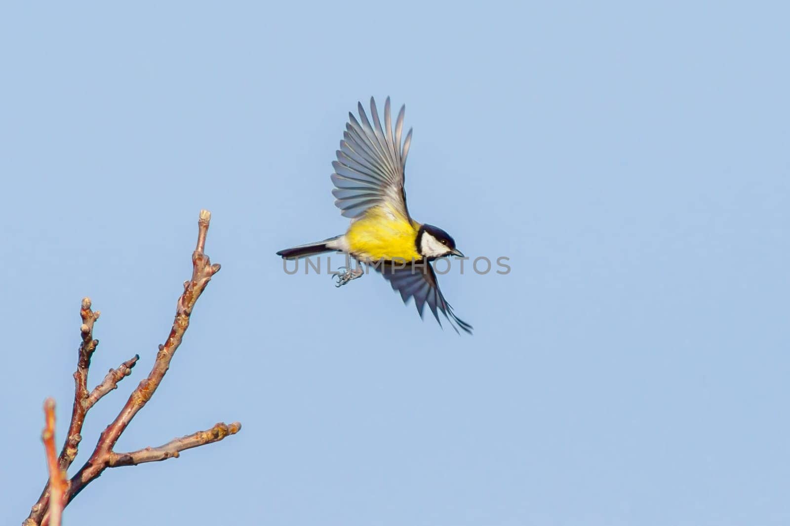 1 Great tit start to take off by mario_plechaty_photography