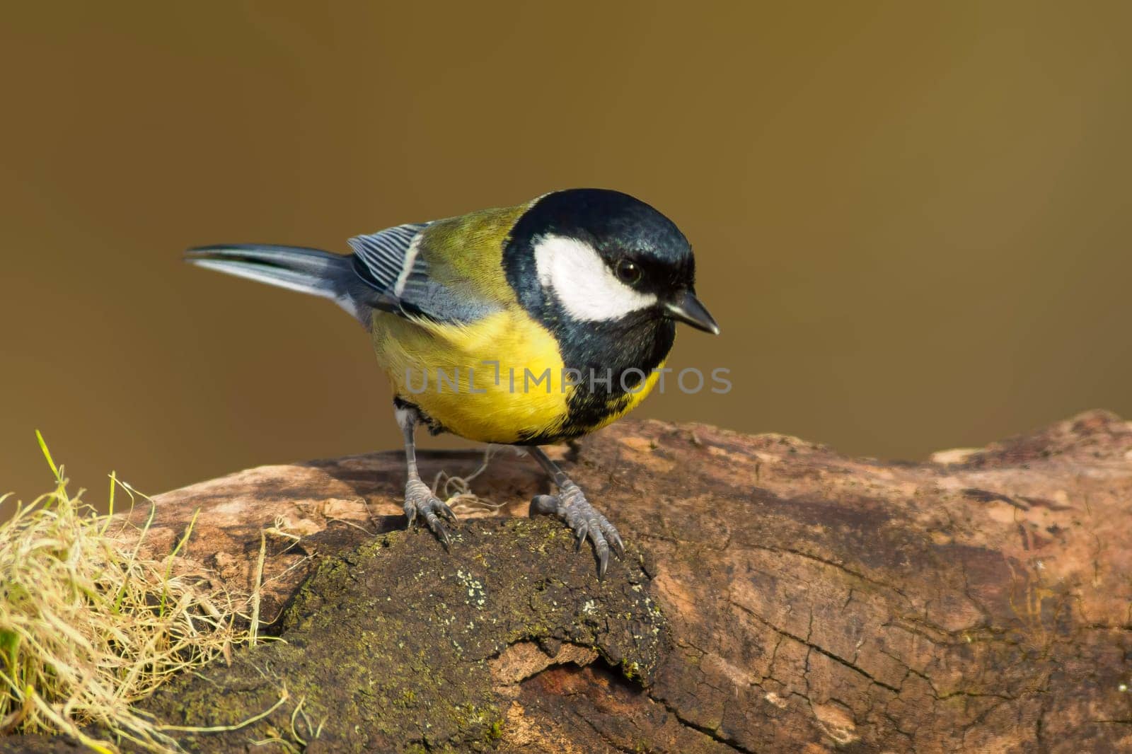 great tit sits on a branch in spring