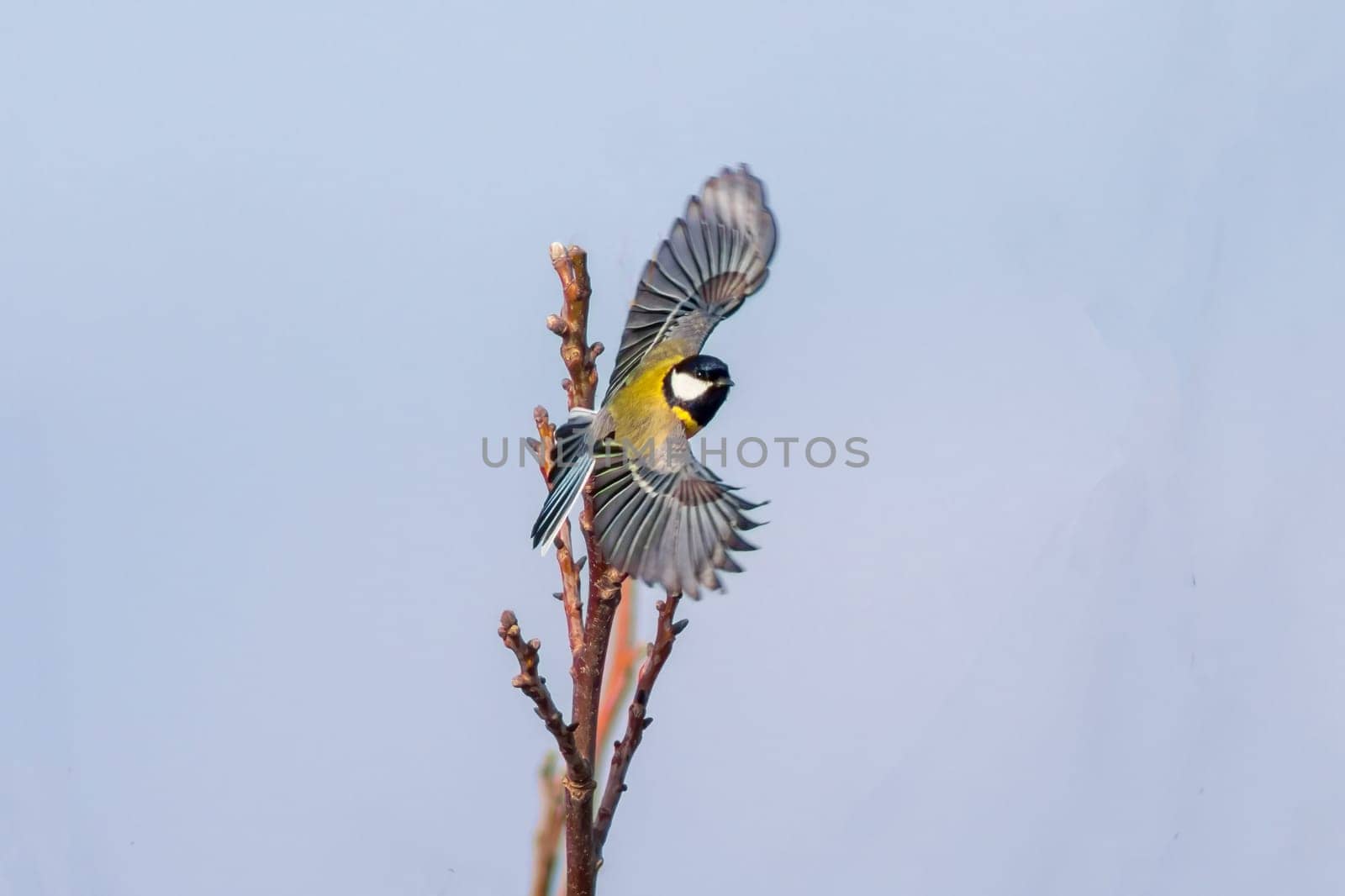 1 Great tit start to take off by mario_plechaty_photography