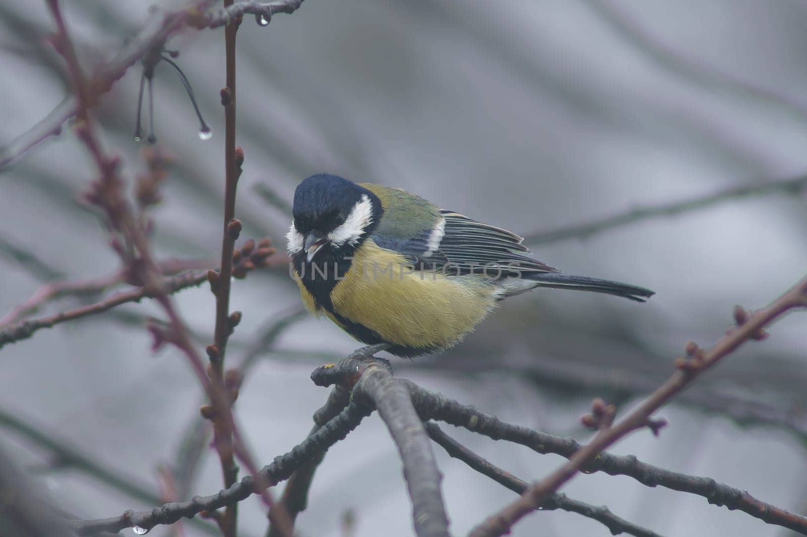 a great tit sits on a branch in winter by mario_plechaty_photography