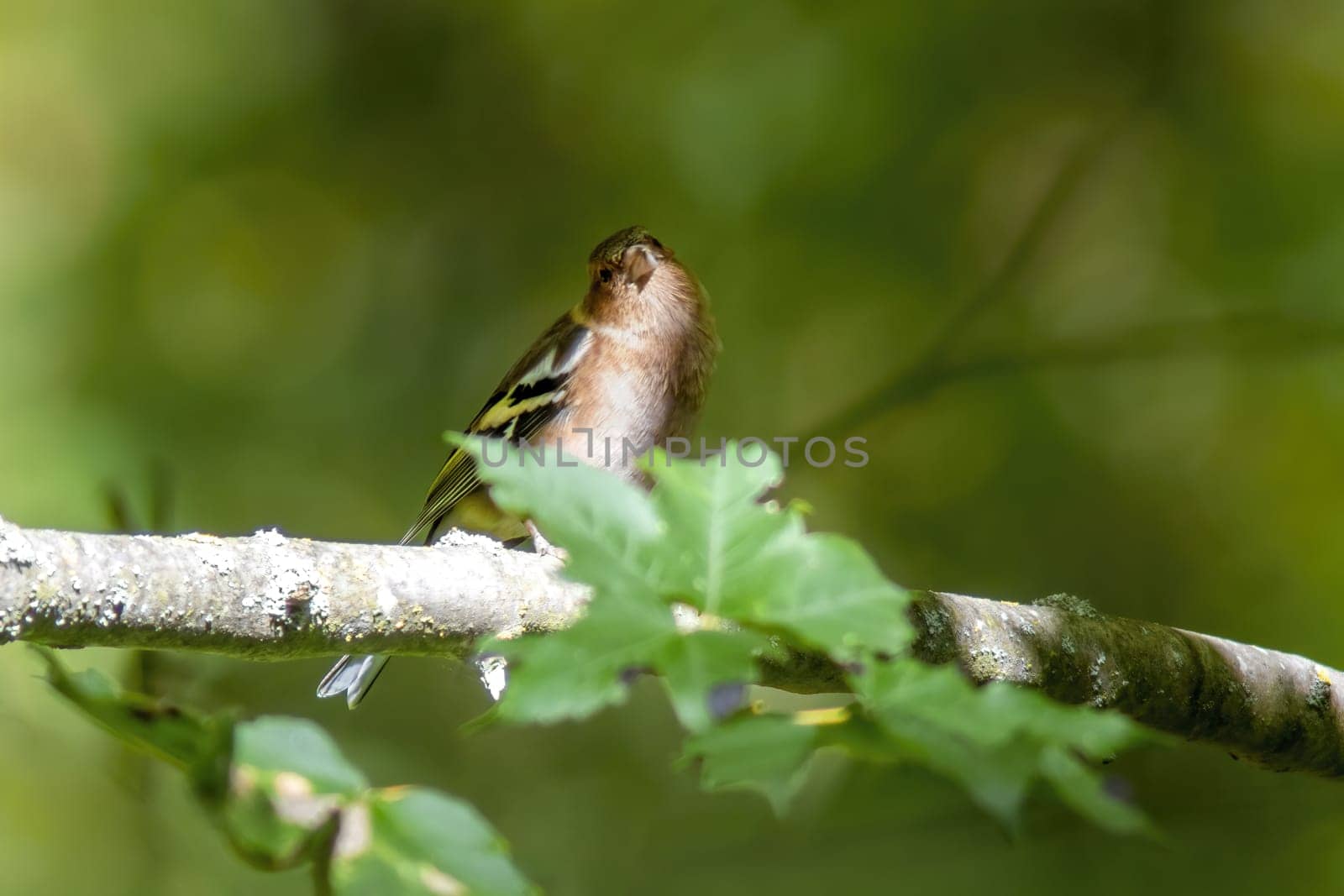 chaffinch sits on a green branch in spring