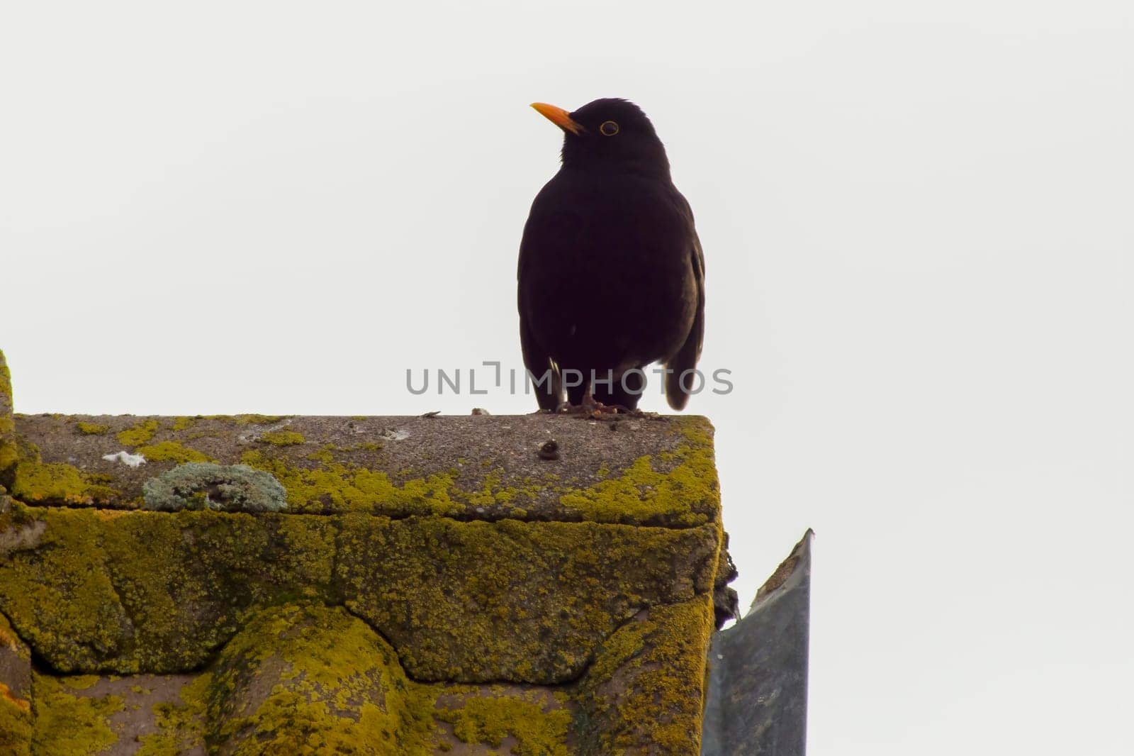 a blackbird sits on a roof