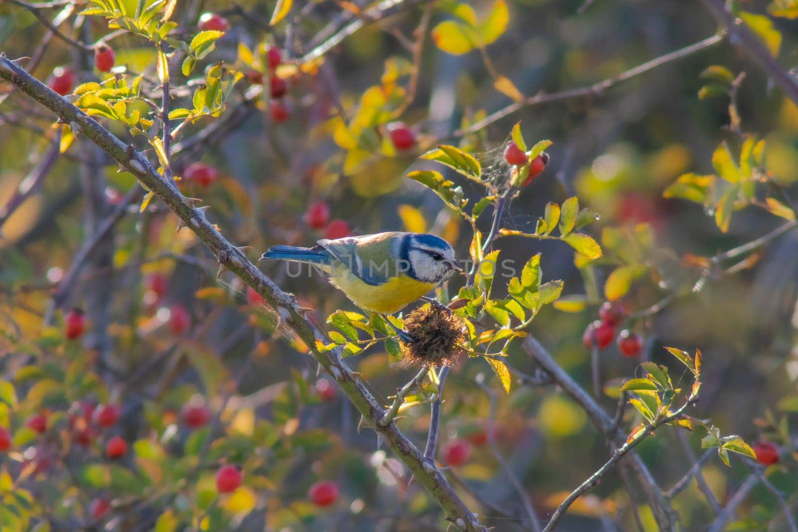 a blue tit sitting in a rosehip bush by mario_plechaty_photography