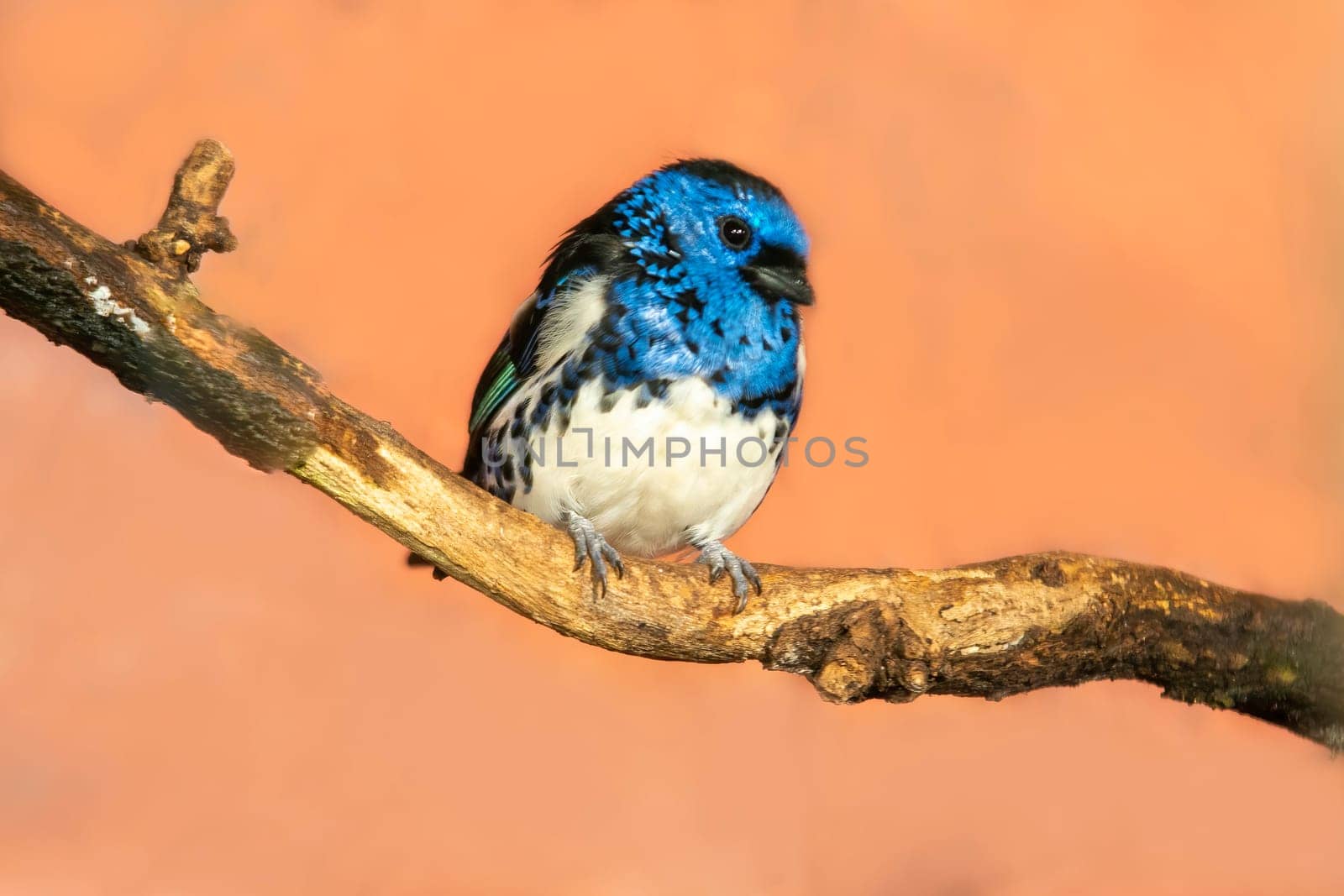 turquoise tanager sits on a branch in the sun