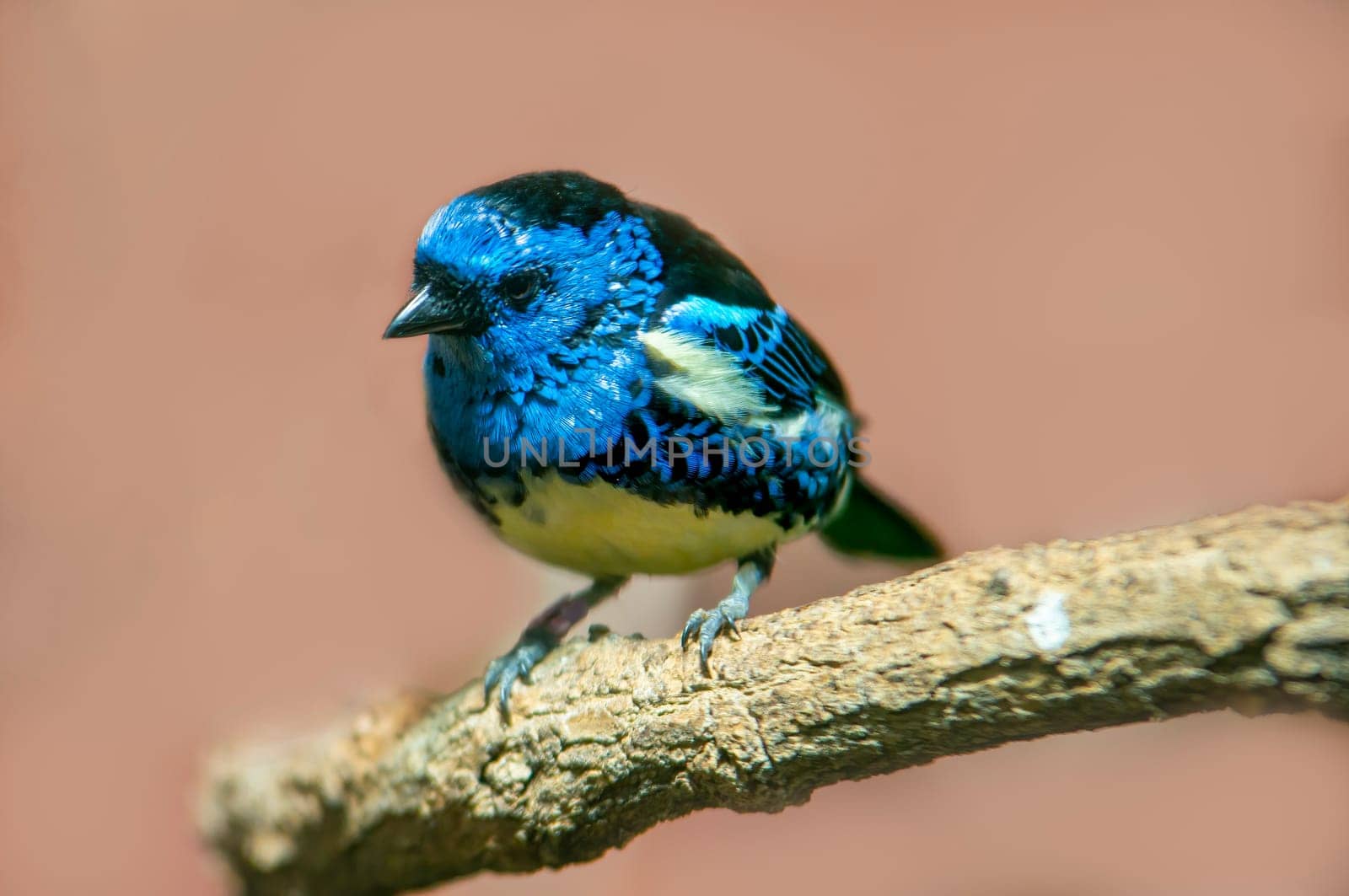 turquoise tanager sits on a branch in the sun